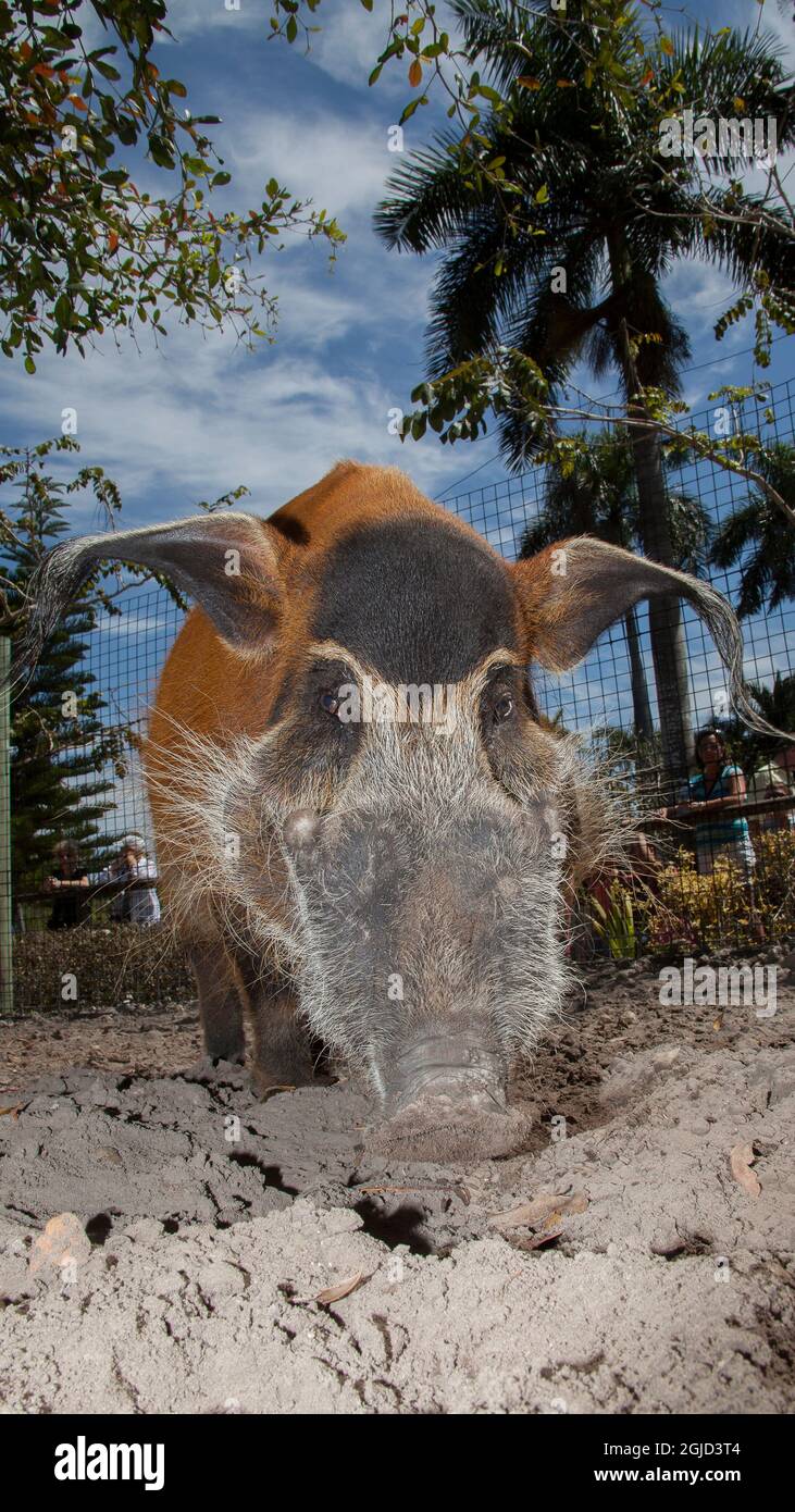 A red river hog roots in the soil for food at a local zoo Stock Photo Alamy