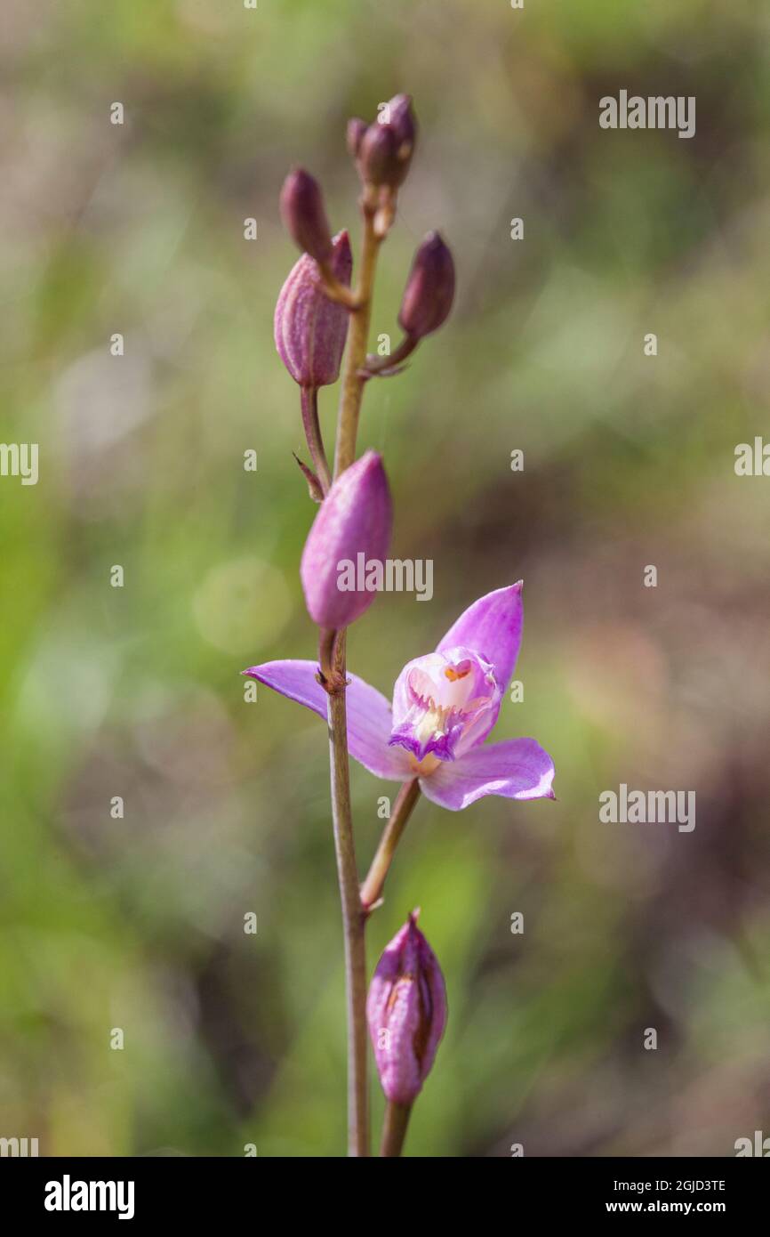Pine pink orchid in southwestern Florida. Stock Photo