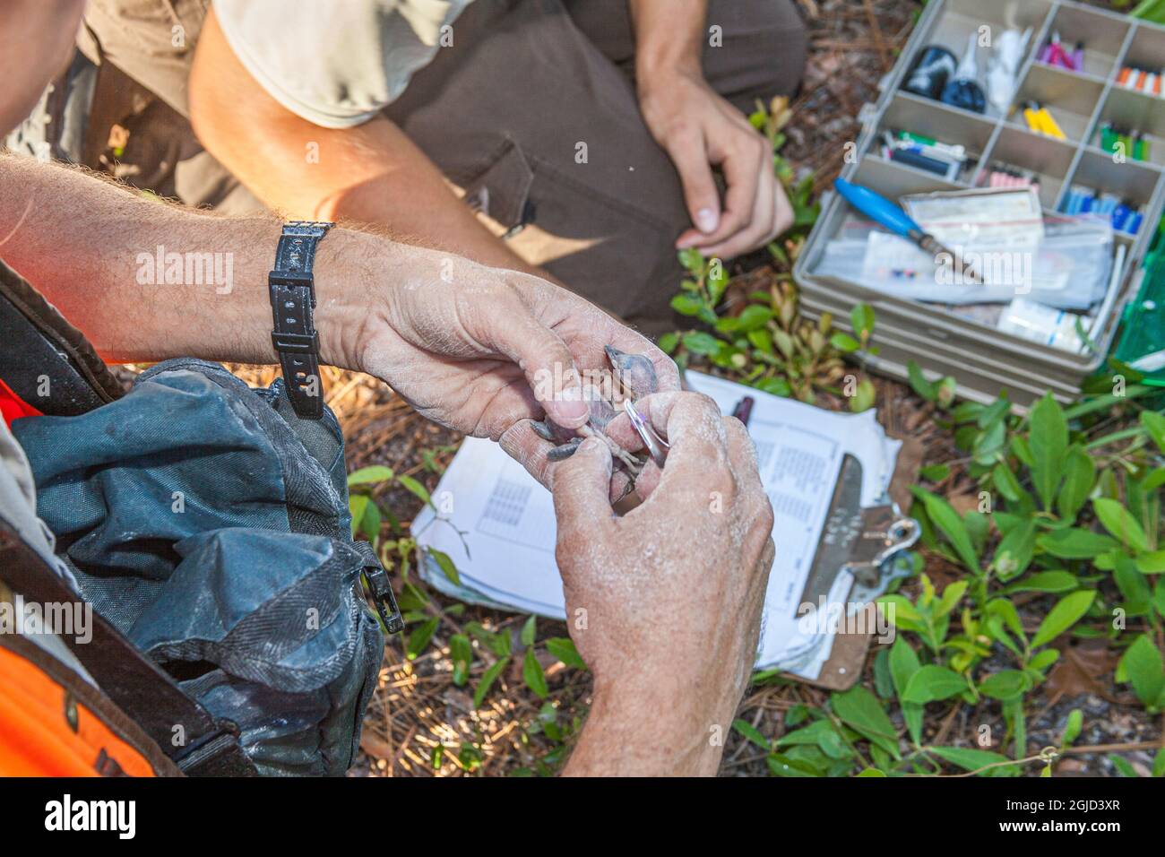 The featherless chicks of a red-cockaded woodpecker are endangered. Leg