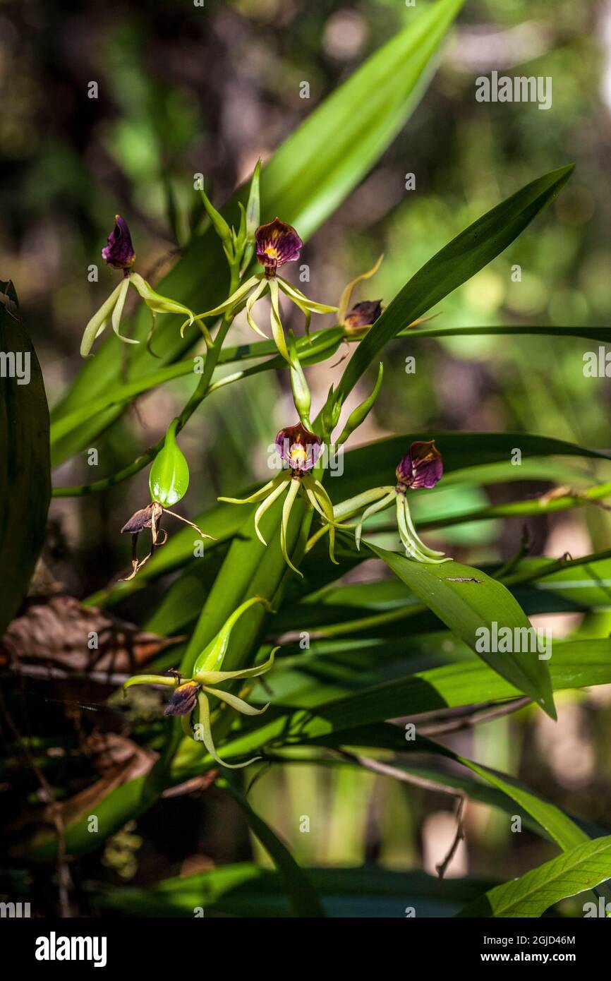 The unique and endangered epiphytic clamshell orchid, in south Florida