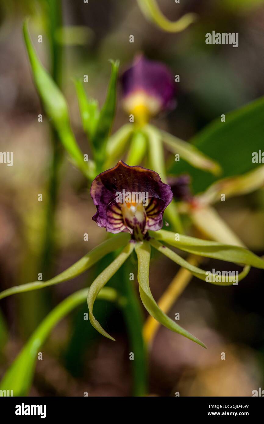 The unique and endangered epiphytic clamshell orchid, in south Florida