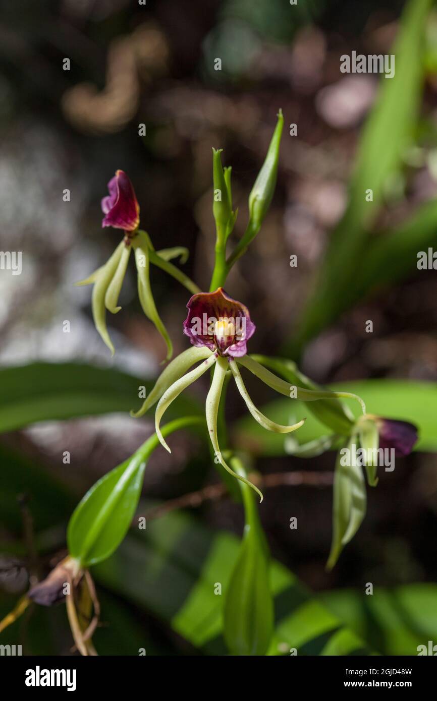 The unique and endangered epiphytic clamshell orchid, in south Florida