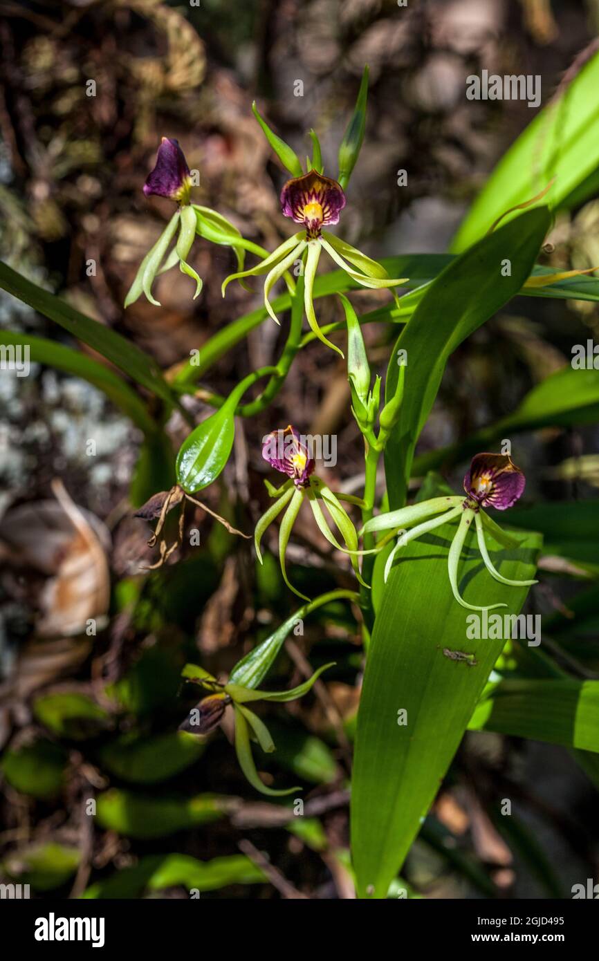 The unique and endangered epiphytic clamshell orchid, in south Florida
