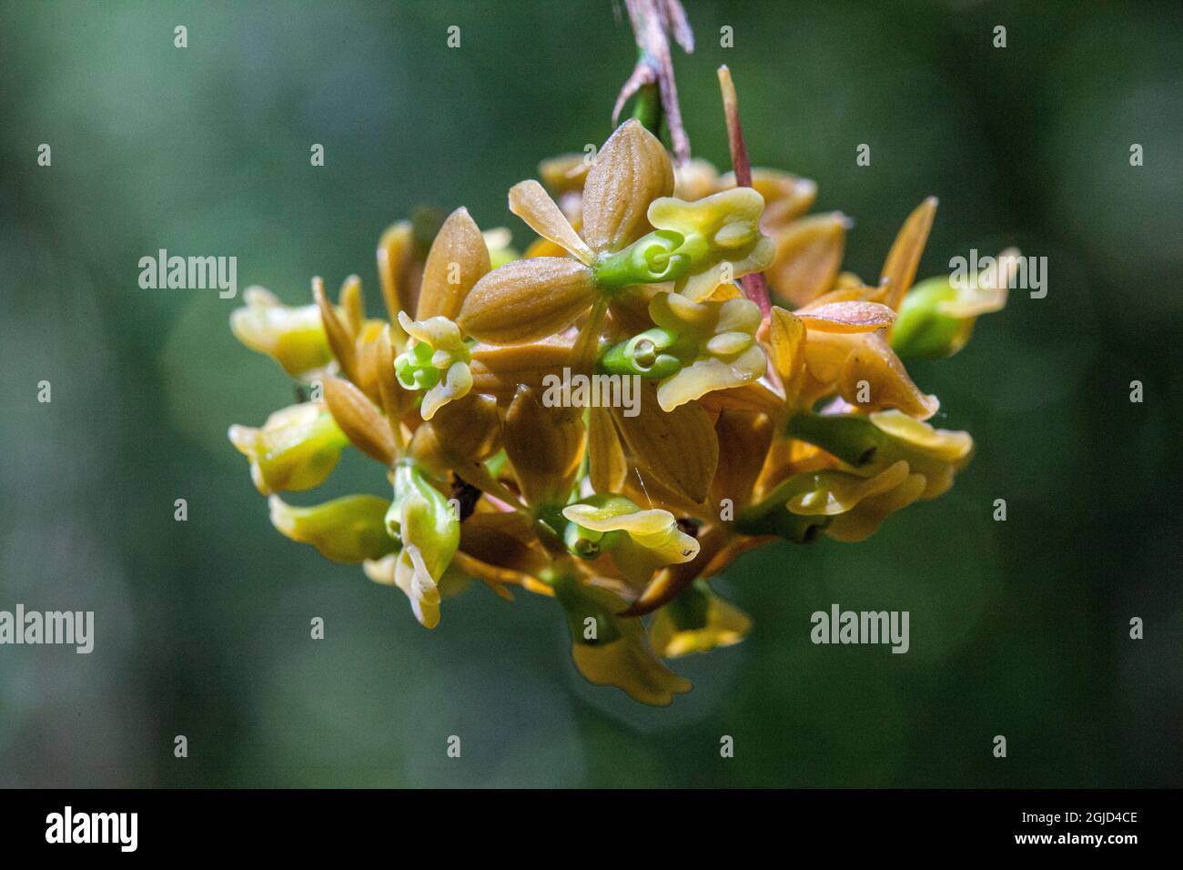 Endangered epiphytic dingy orchid in south Florida. Stock Photo