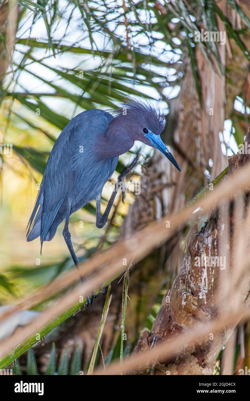 A little blue heron in breeding plumage, in south Florida Stock Photo
