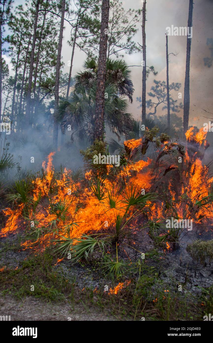Using prescribed fire to control fuel loading and spur new tender ...