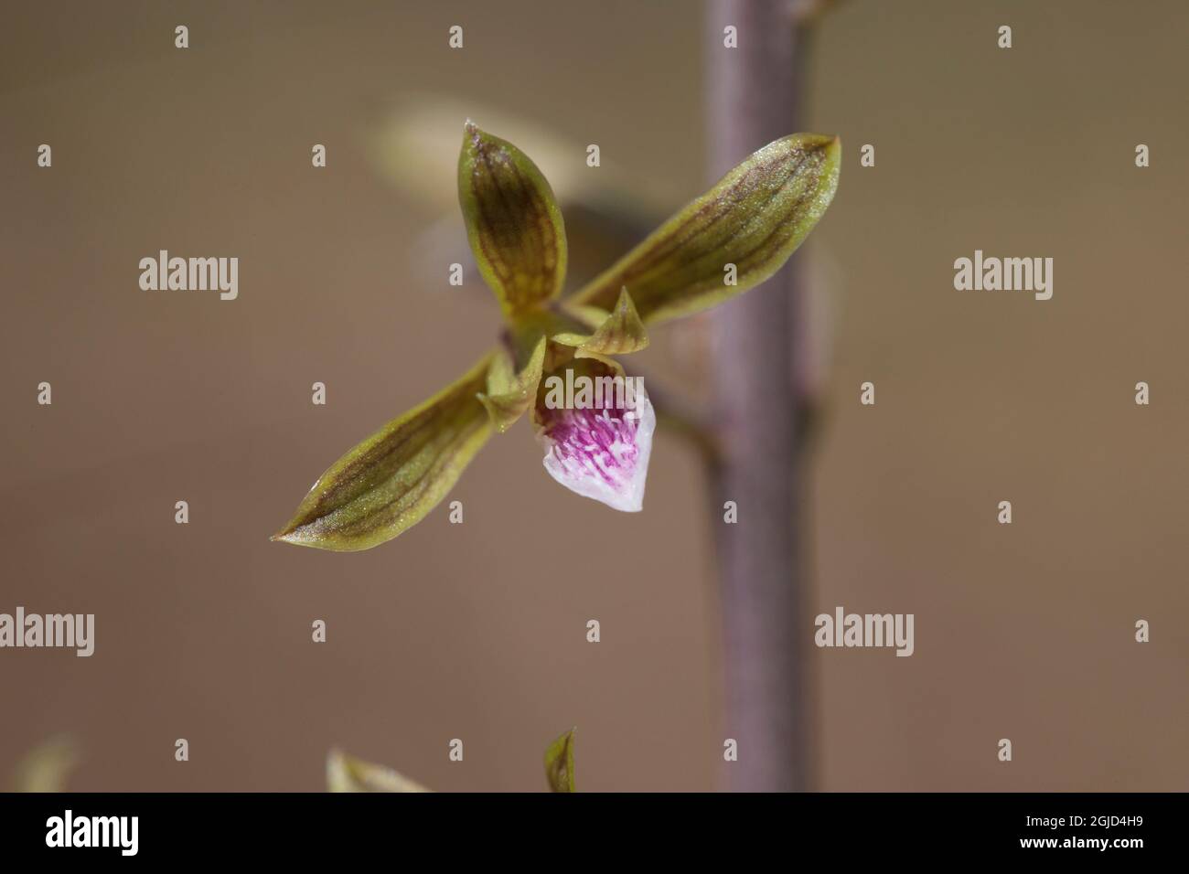 The exotic Chinese Crown Orchid invades habitat in south Florida. Stock Photo