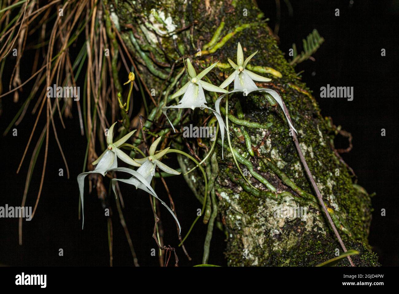 The endangered epiphytic ghost orchid. Stock Photo