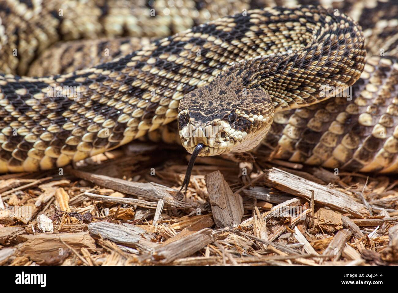 An eastern diamondback rattlesnake is venomous and becoming increasingly rare. Stock Photo