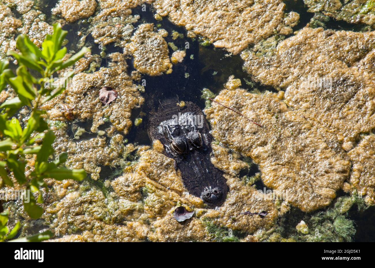 Alligator at overlook at Blue Hole pond on Big Pine Key in the Florida