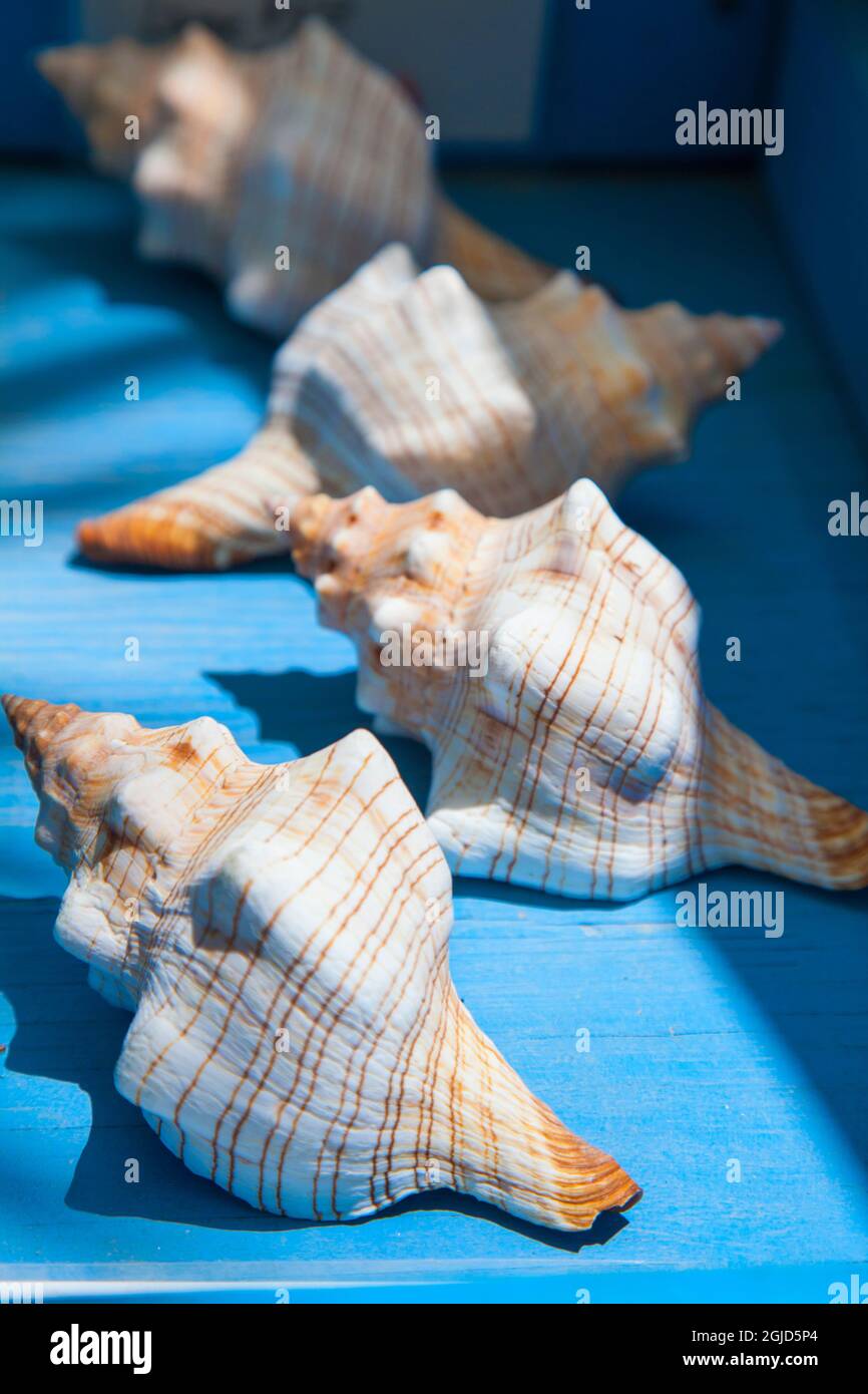 Souvenir shells hi-res stock photography and images - Alamy