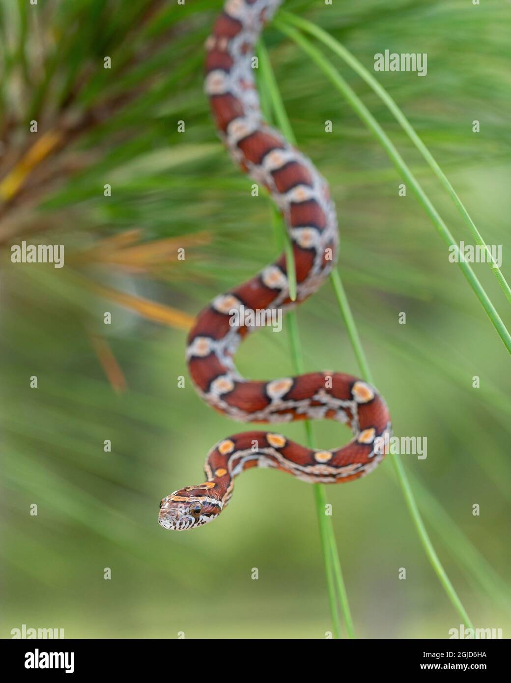 Corn Snake in longleaf pine. A docile nonvenomous snake found