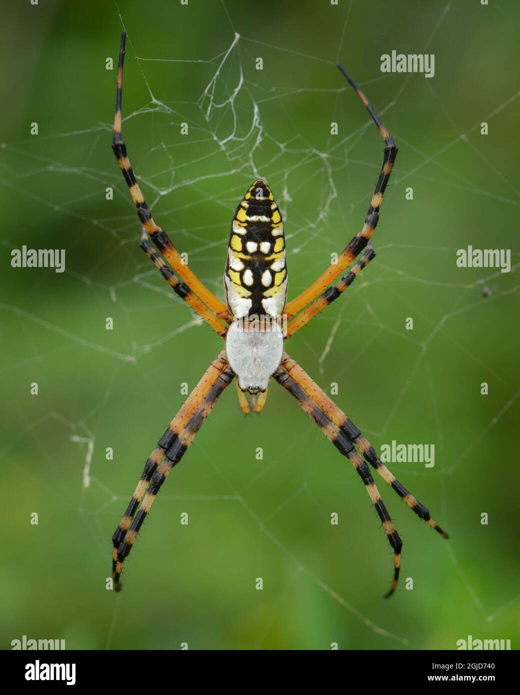 Yellow garden spider, Argiope aurantia, Florida Stock Photo