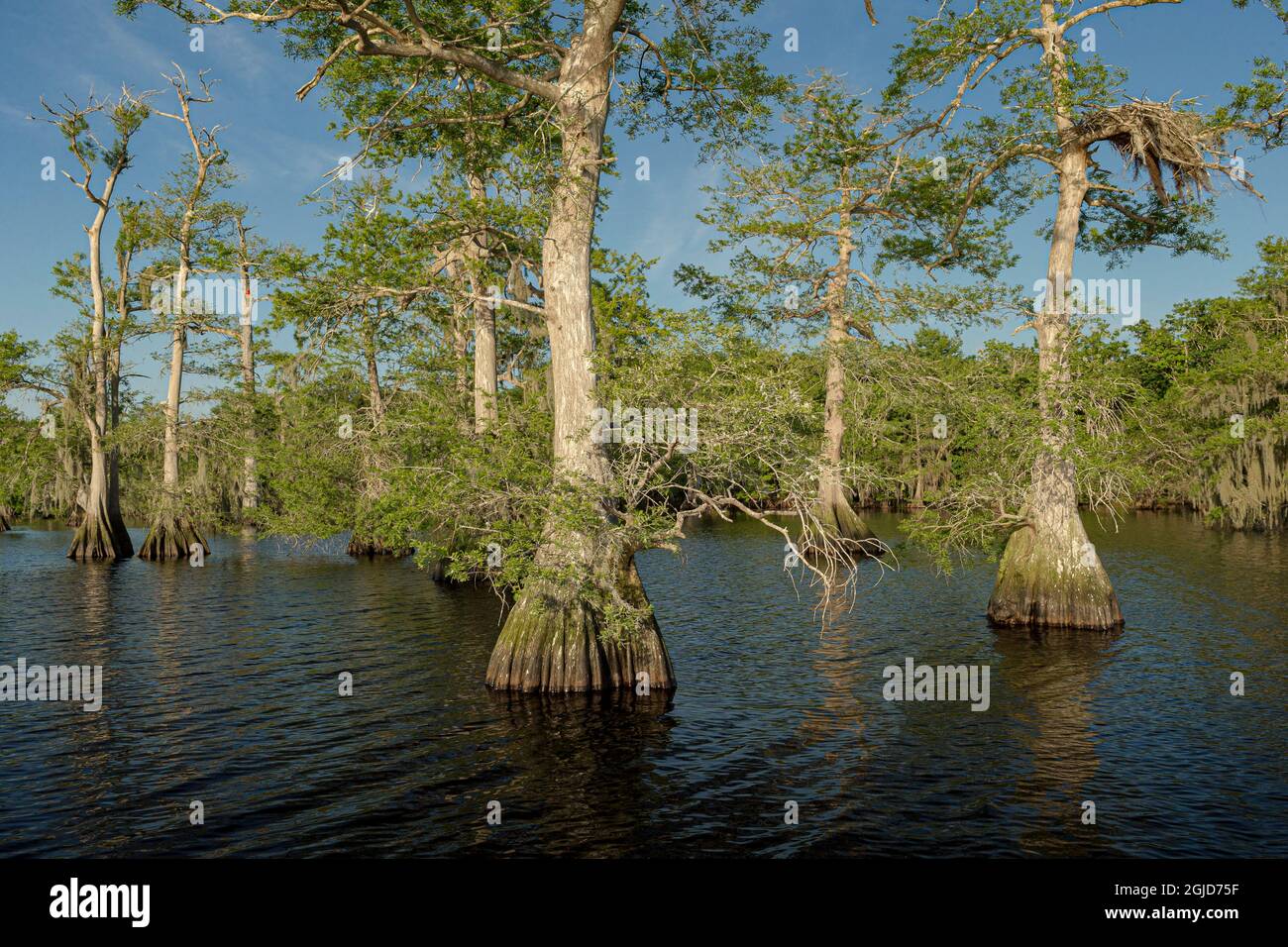 Blue Cypress Lake Conservation Area, Vero Beach, Florida Stock 