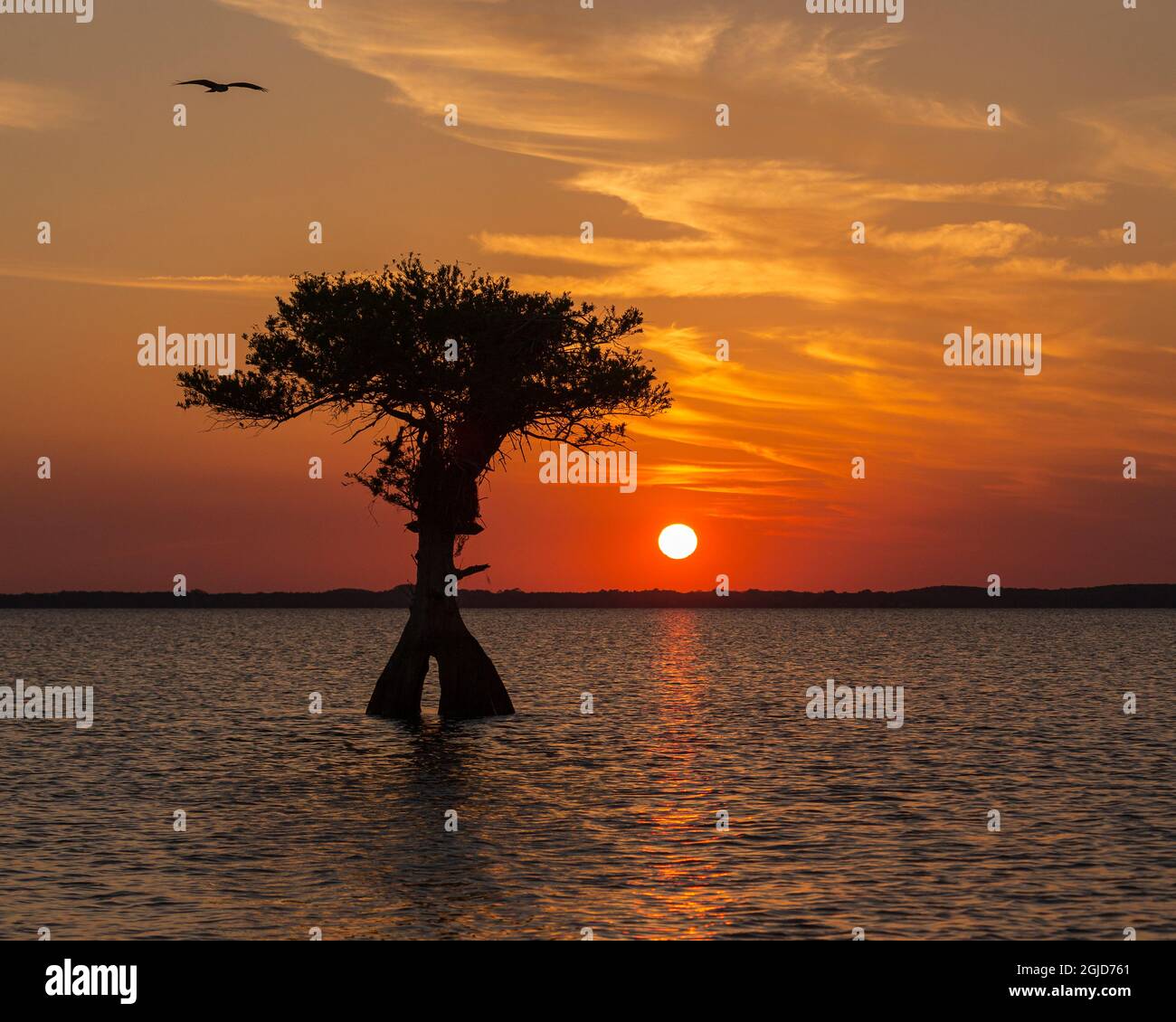 Blue cypress conservation area hi-res stock photography and images - Alamy