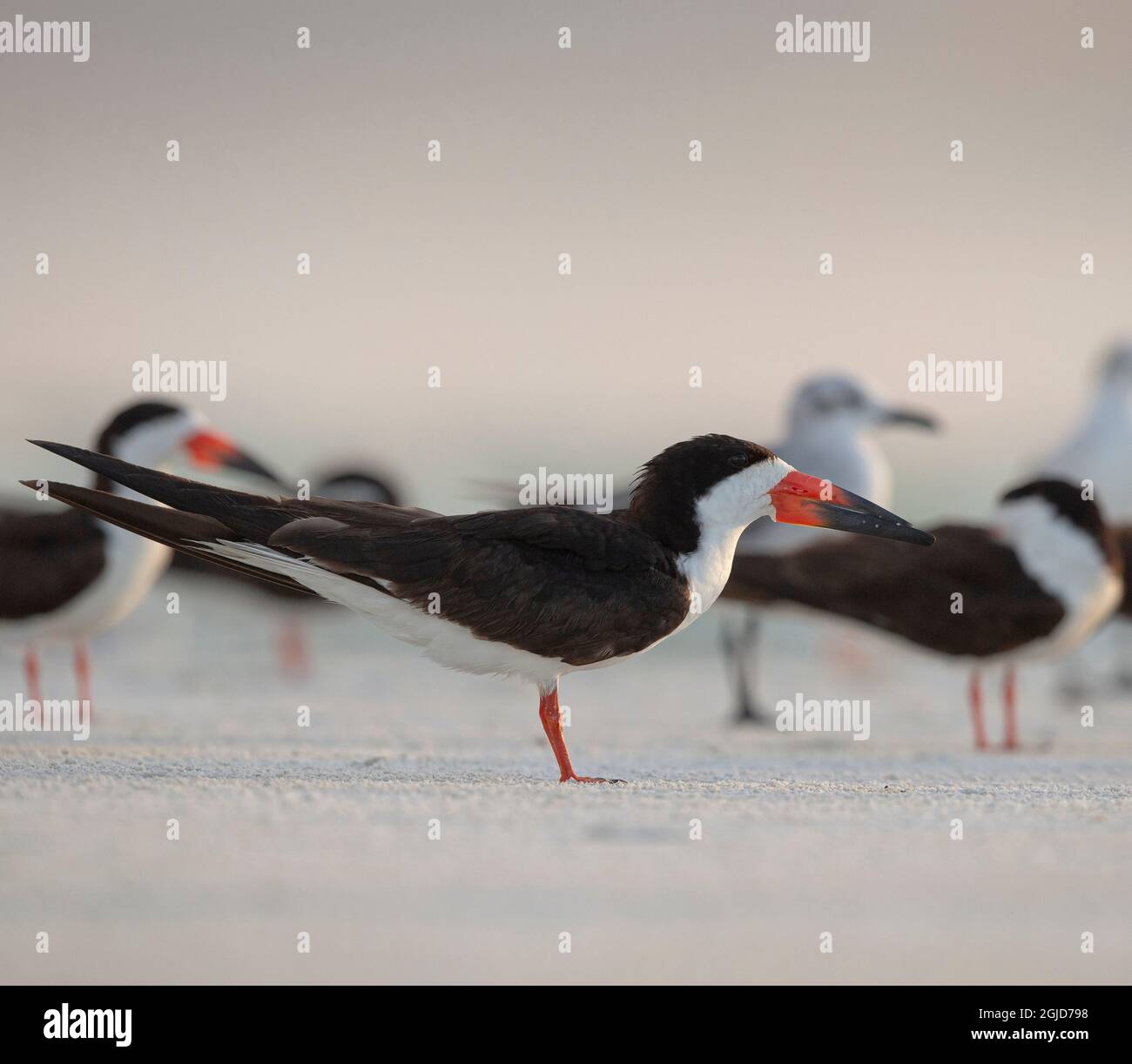 Black Skimmers on Lido Beach, Florida Stock Photo Alamy