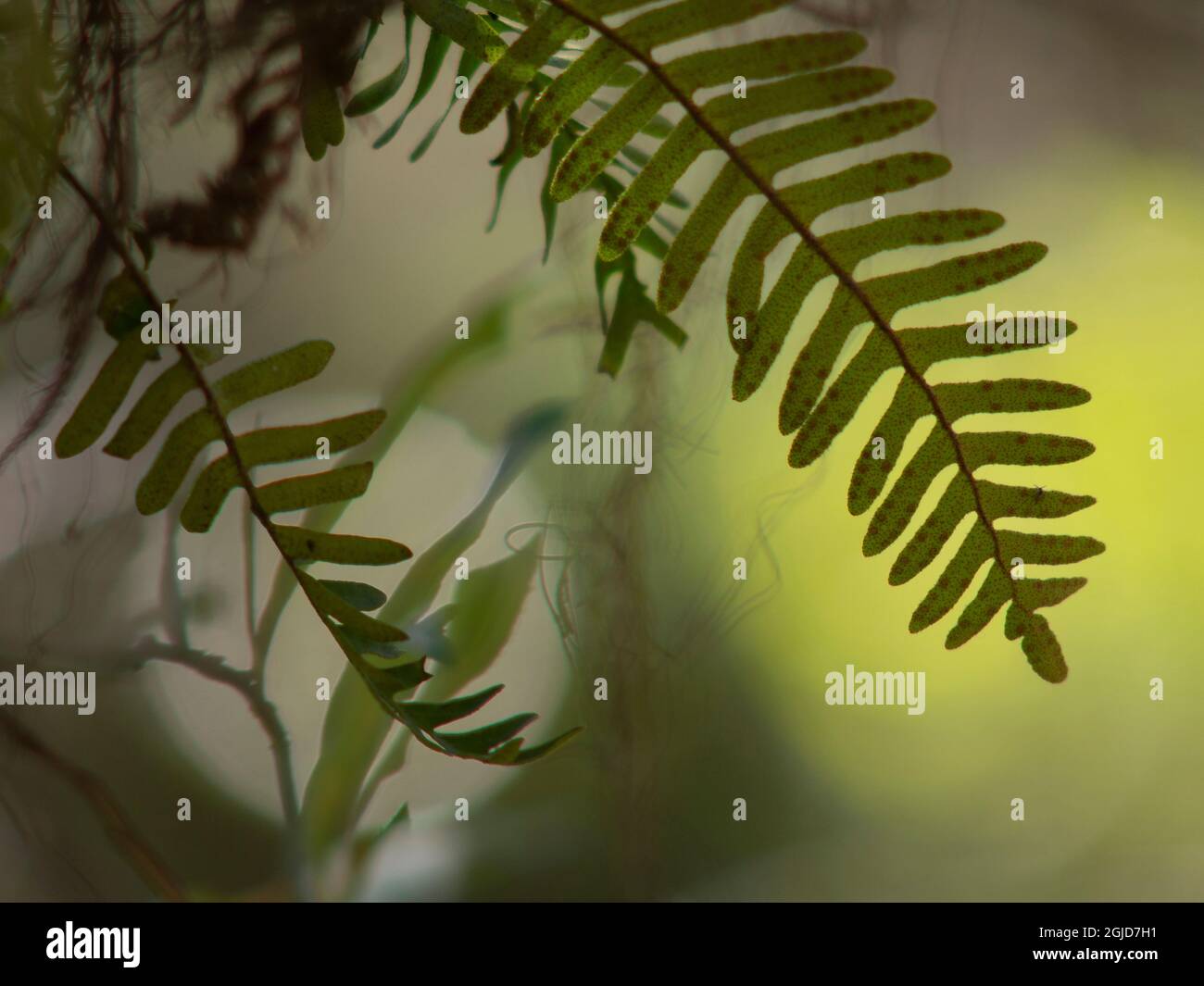 Resurrection fern, everglades, Loxahatchee National Wildlife Refuge ...