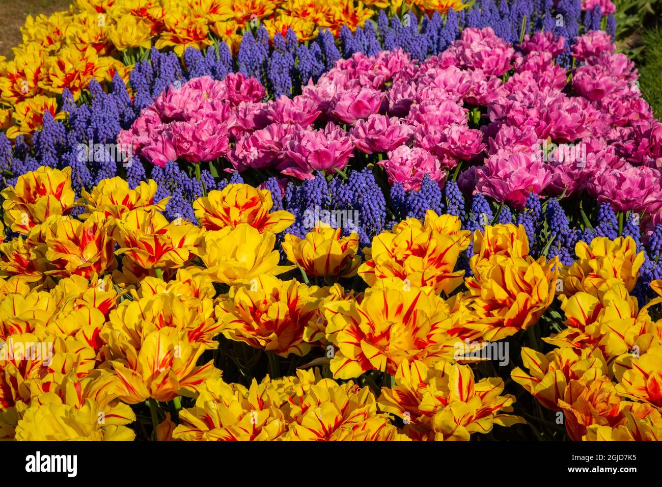 WA19616-00...WASHINGTON - Compound tulips and hyacinthus in a demonstration garden at Roozengaarde bulb growers. Stock Photo