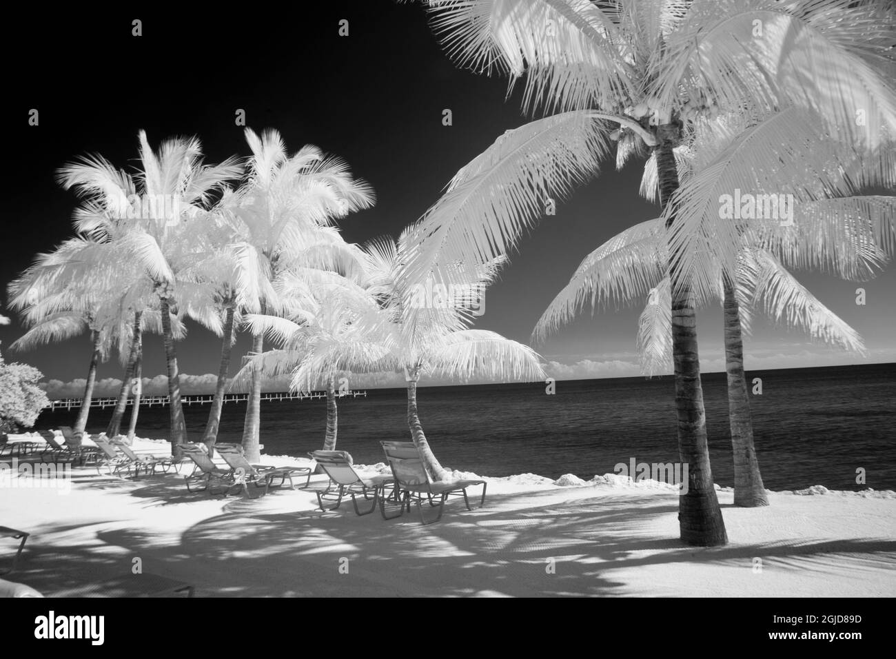 USA, Florida Keys. Infrared palm trees with lounge chairs along the