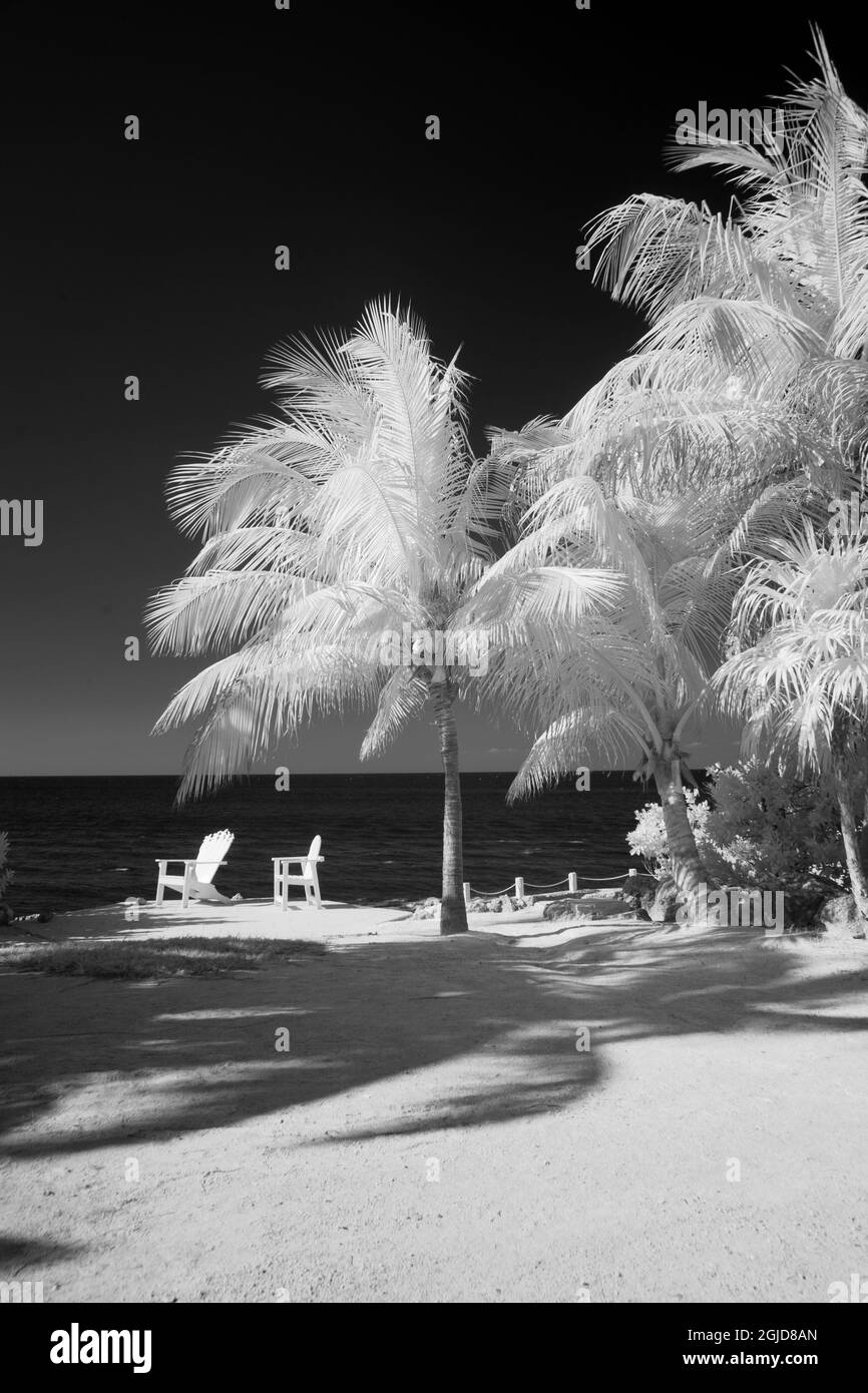 USA, Florida Keys. Infrared palm trees with lounge chairs along the