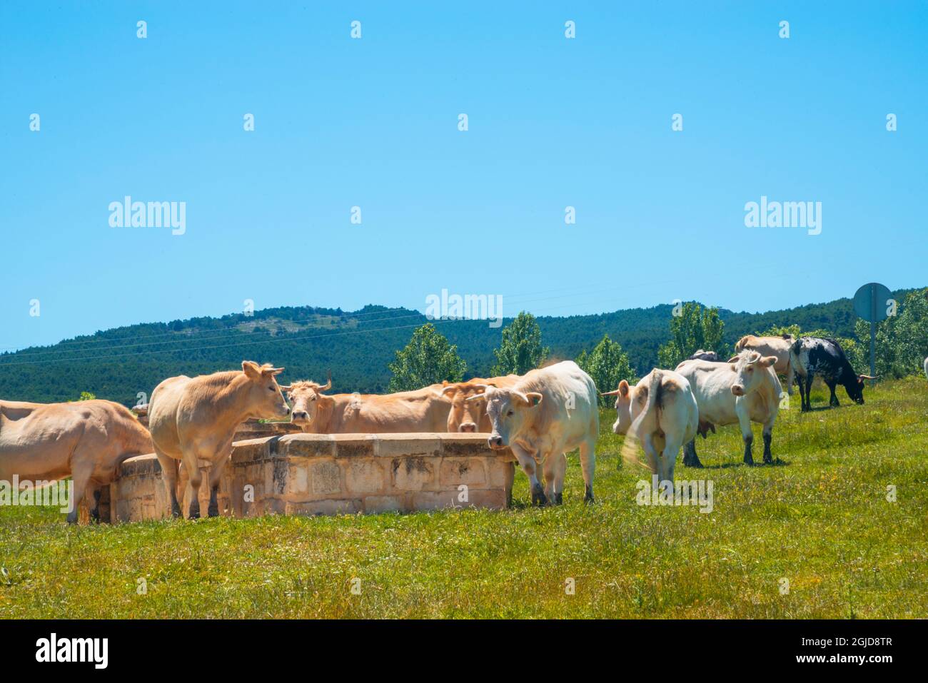 Cows. Stock Photo