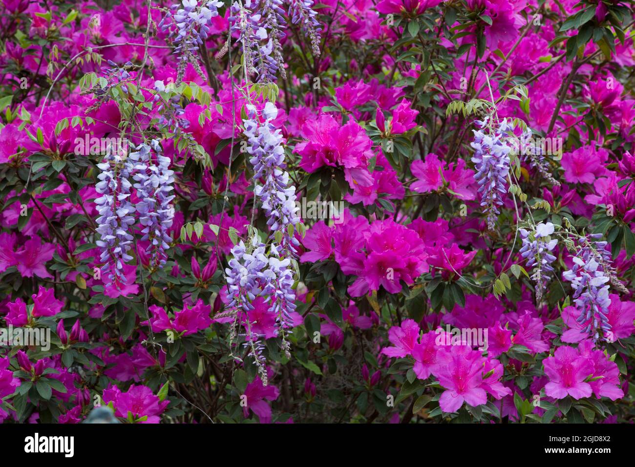 Wisteria in cemetery hires stock photography and images Alamy