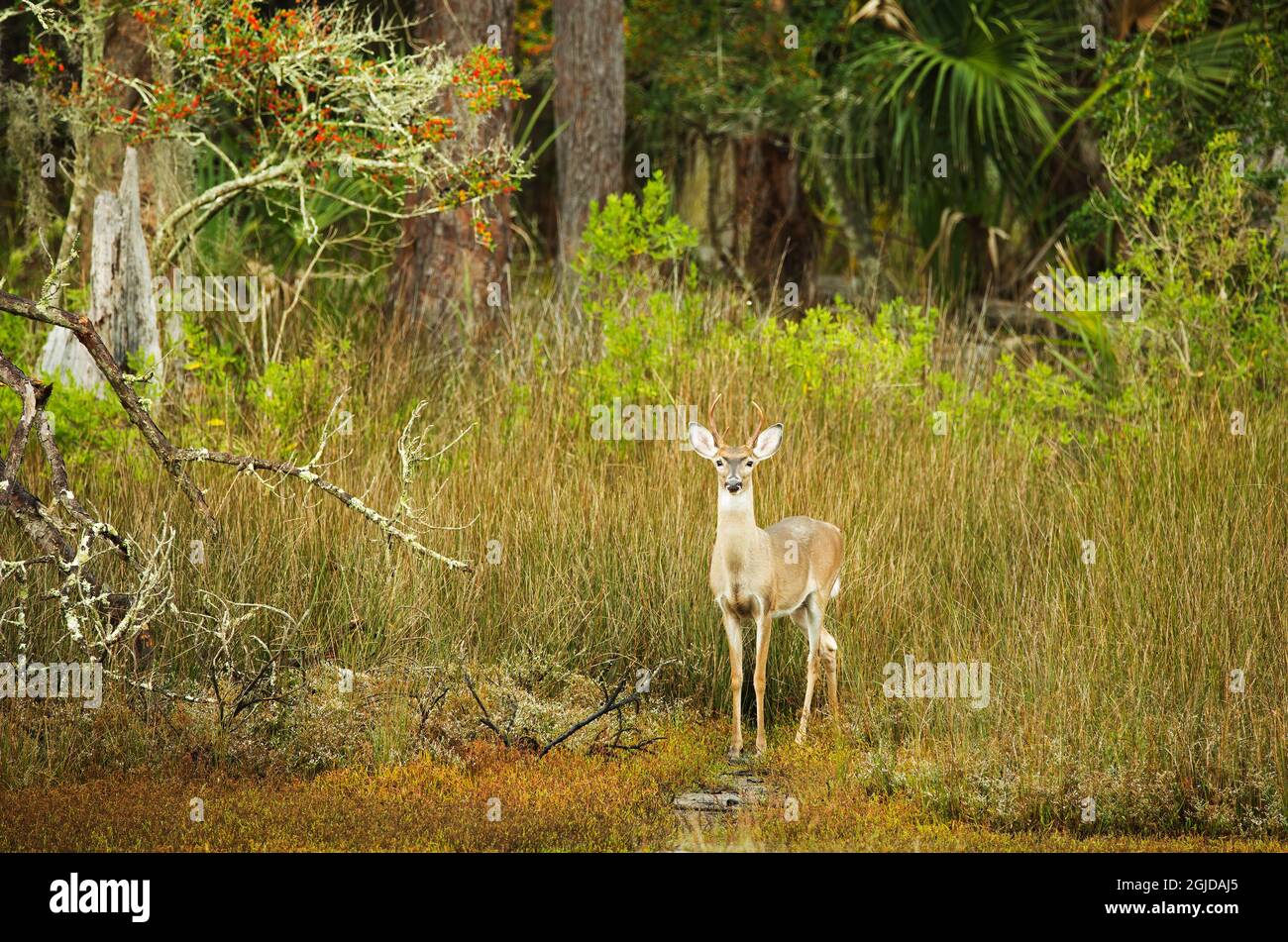 USA, Savannah. Buck in the hardwood forest at Skidaway Island