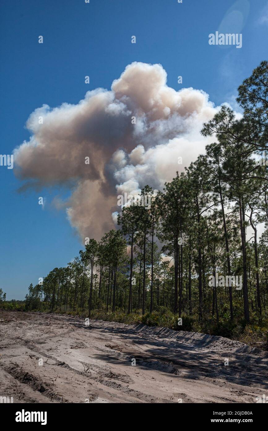 Smoke billows above active forest fire Stock Photo - Alamy