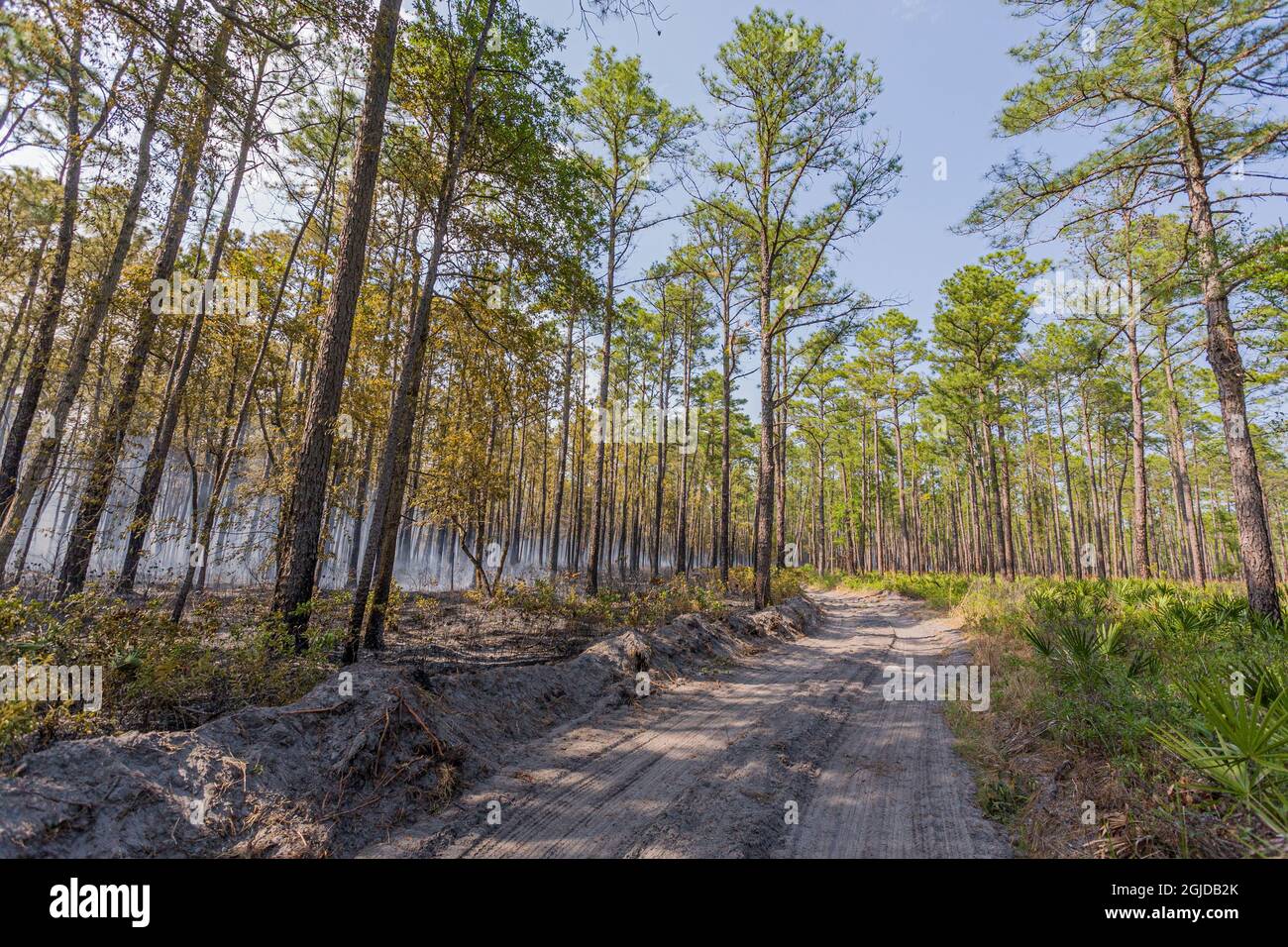 Aftermath of a forest fire Stock Photo - Alamy
