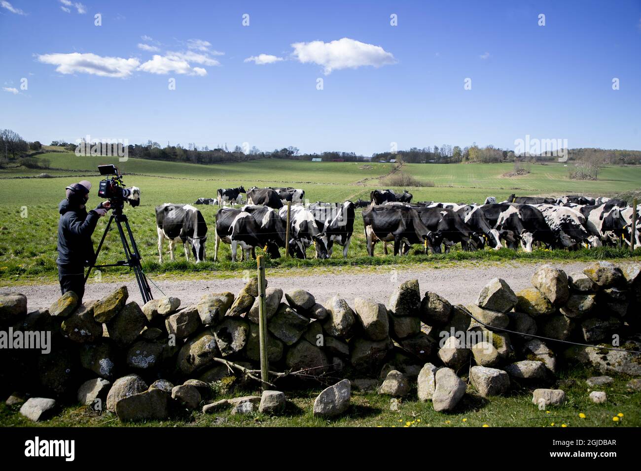 Cow release or pasture release at the farm Olasgard outside Varberg, Sweden  April 25, 2020. Happy cows get all excited when they finally after six long  months in the barn can munch