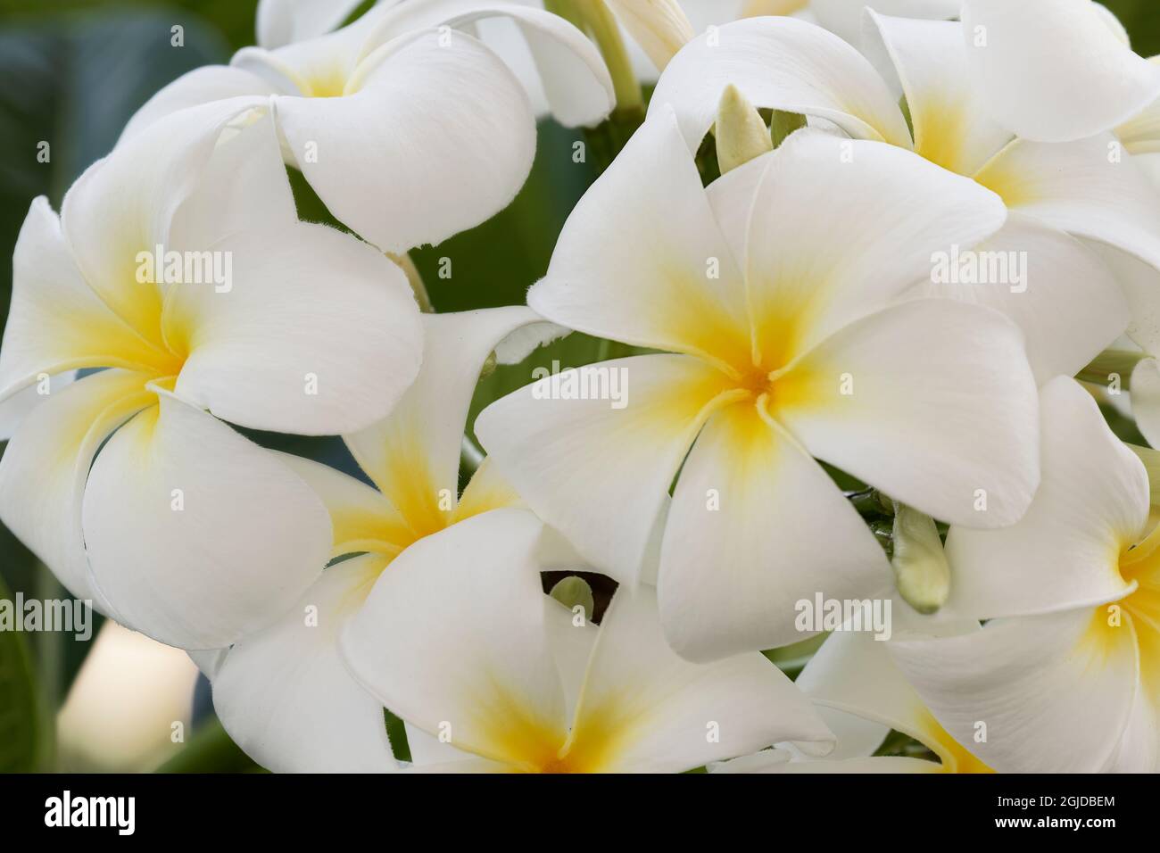 Plumeria a genus of flowering plants in the dogbane family, Apocynaceae, Maui, Hawaii. Stock Photo