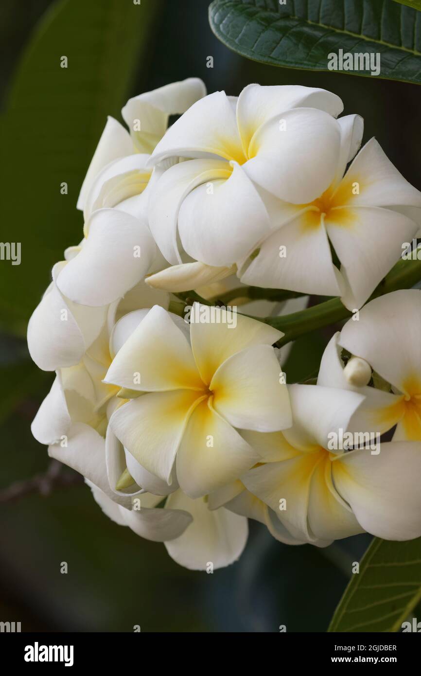 Plumeria a genus of flowering plants in the dogbane family, Apocynaceae, Maui, Hawaii. Stock Photo