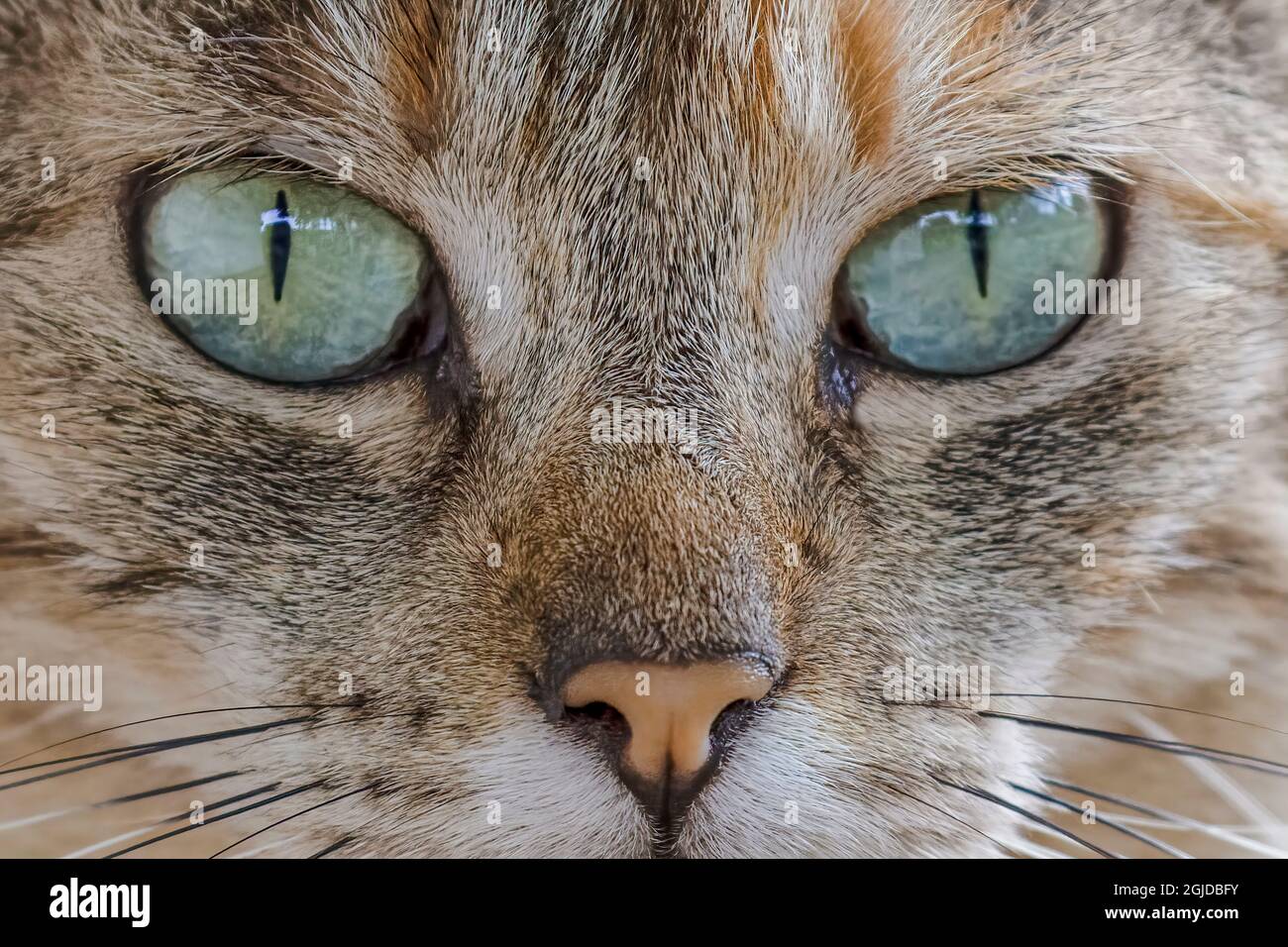 Feral cat, Maui, Hawaii. Stock Photo