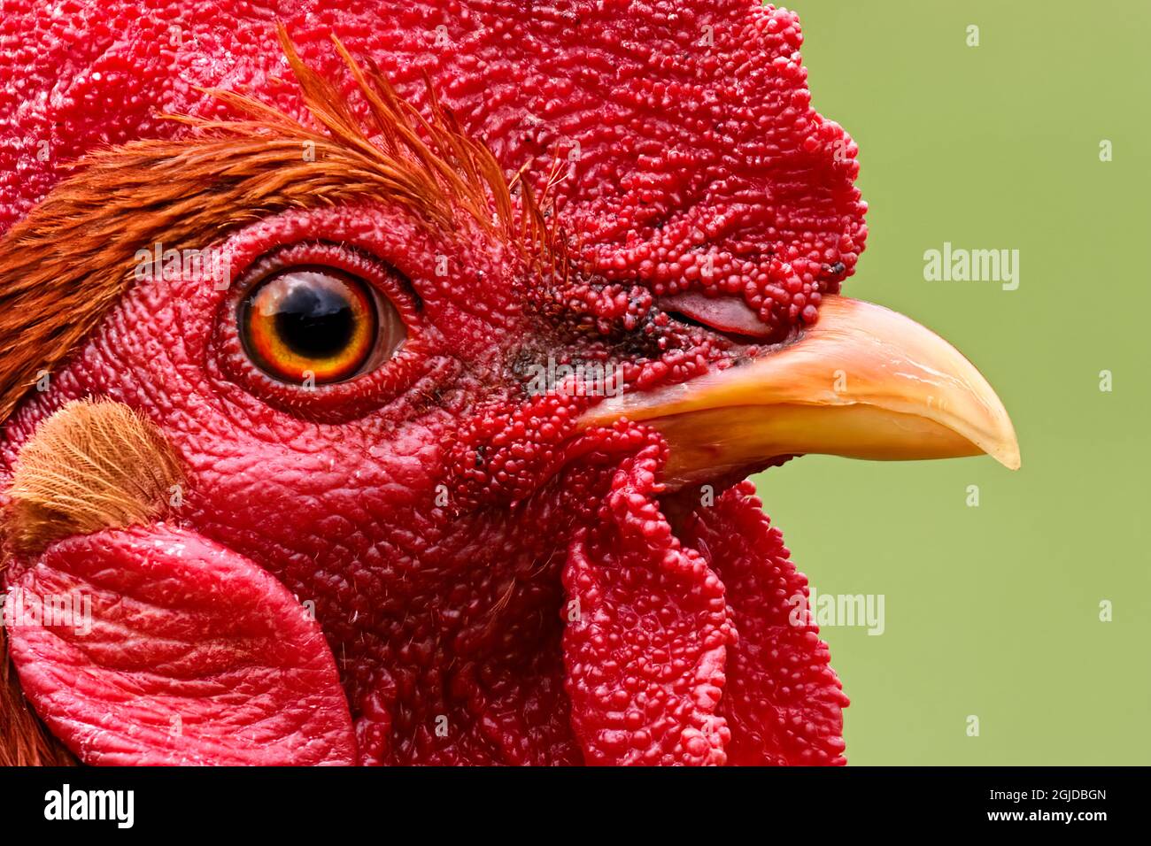 Feral chickens, Kauai, Hawaii Stock Photo Alamy
