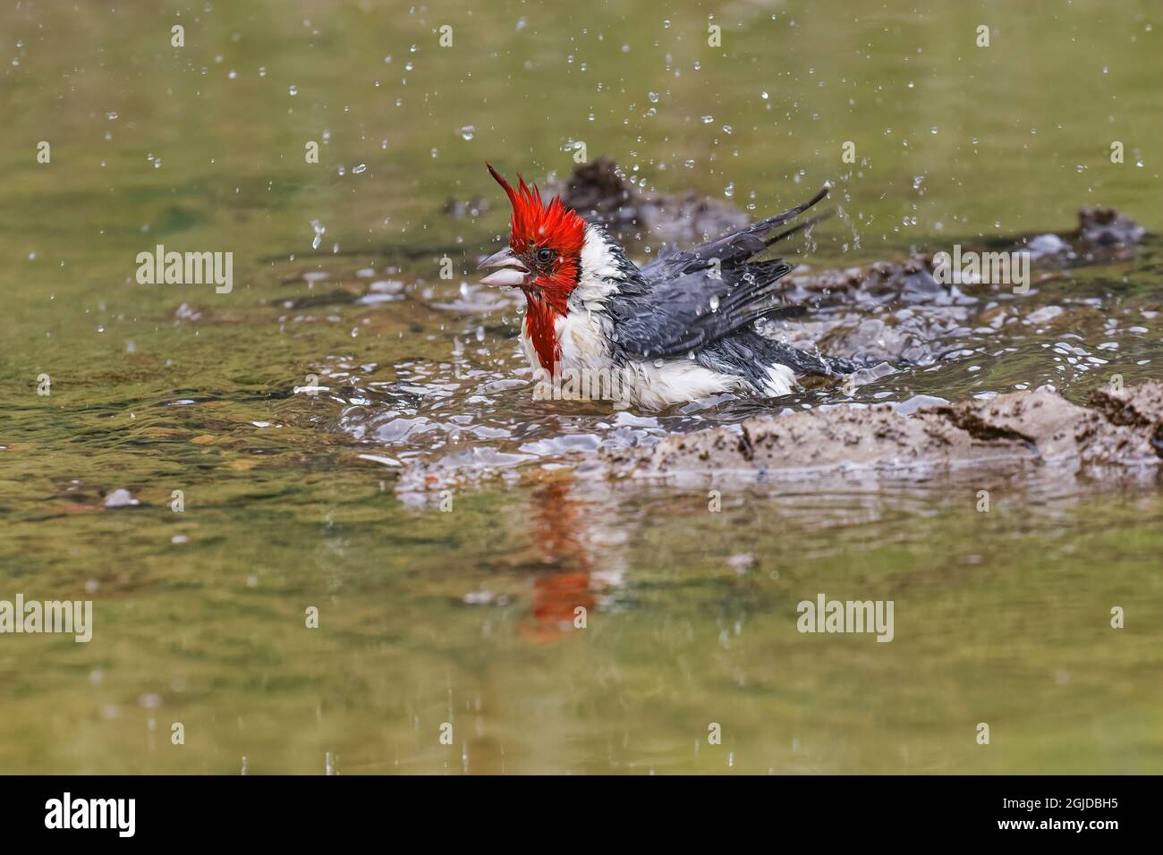Red-crested Cardinal taking a bath, Waimea Canyon State Park, Kauai ...