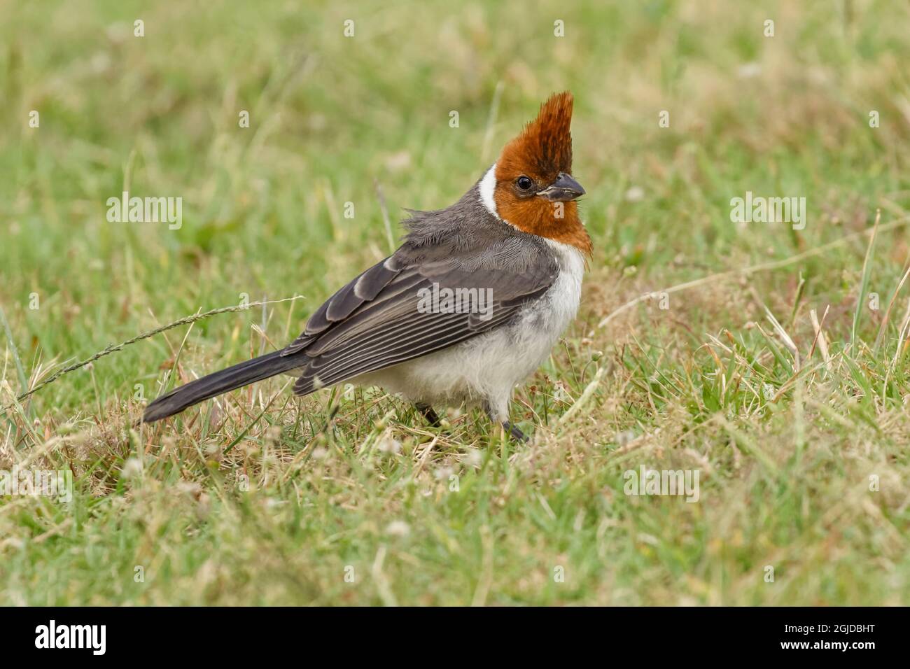 Red-crested Cardinal, Waimea Canyon State Park, Kauai, Hawaii Stock ...