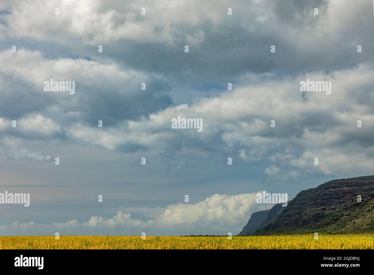 Flower field, Kauai, Hawaii Stock Photo Alamy