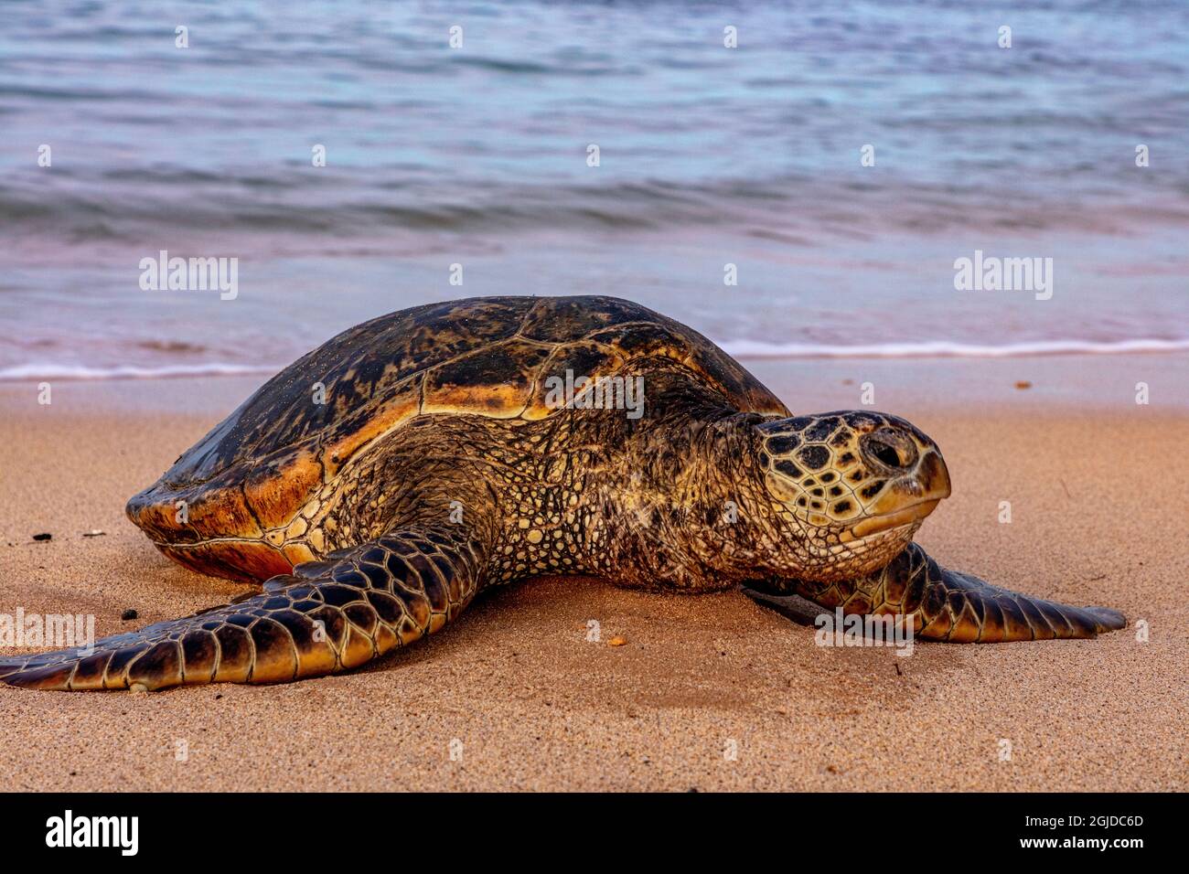 Hawaiian Green Sea Turtle on Poipu Beach in Kauai, Hawaii, USA Stock Photo
