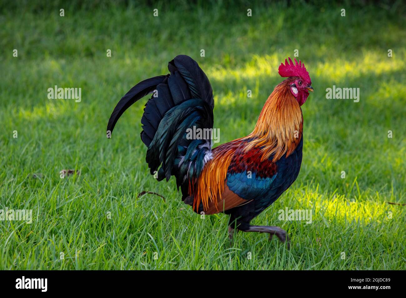 Wild Hawaiian Moa Rooster chicken in Kauai, Hawaii, USA Stock Photo Alamy