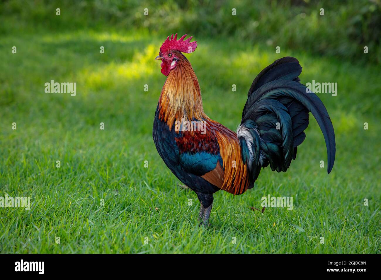Wild Hawaiian Moa Rooster chicken in Kauai, Hawaii, USA Stock Photo Alamy