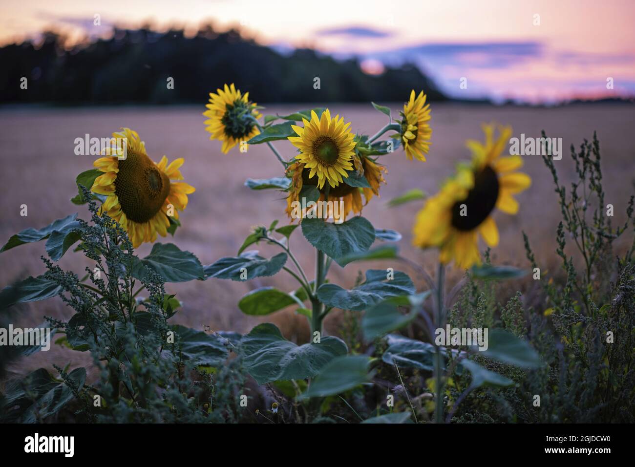 Common Sunflower (Helianthus annuus), Gotland. Helianthus annuus Linné Photo: Magnus Martinsson / TT / code 2734  Stock Photo