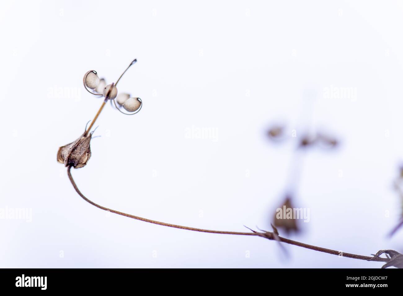Long-stalked Cranesbill (Geranium columbinum). Geranium columbinum L. Photo: Magnus Martinsson / TT / code 2734 Stock Photo