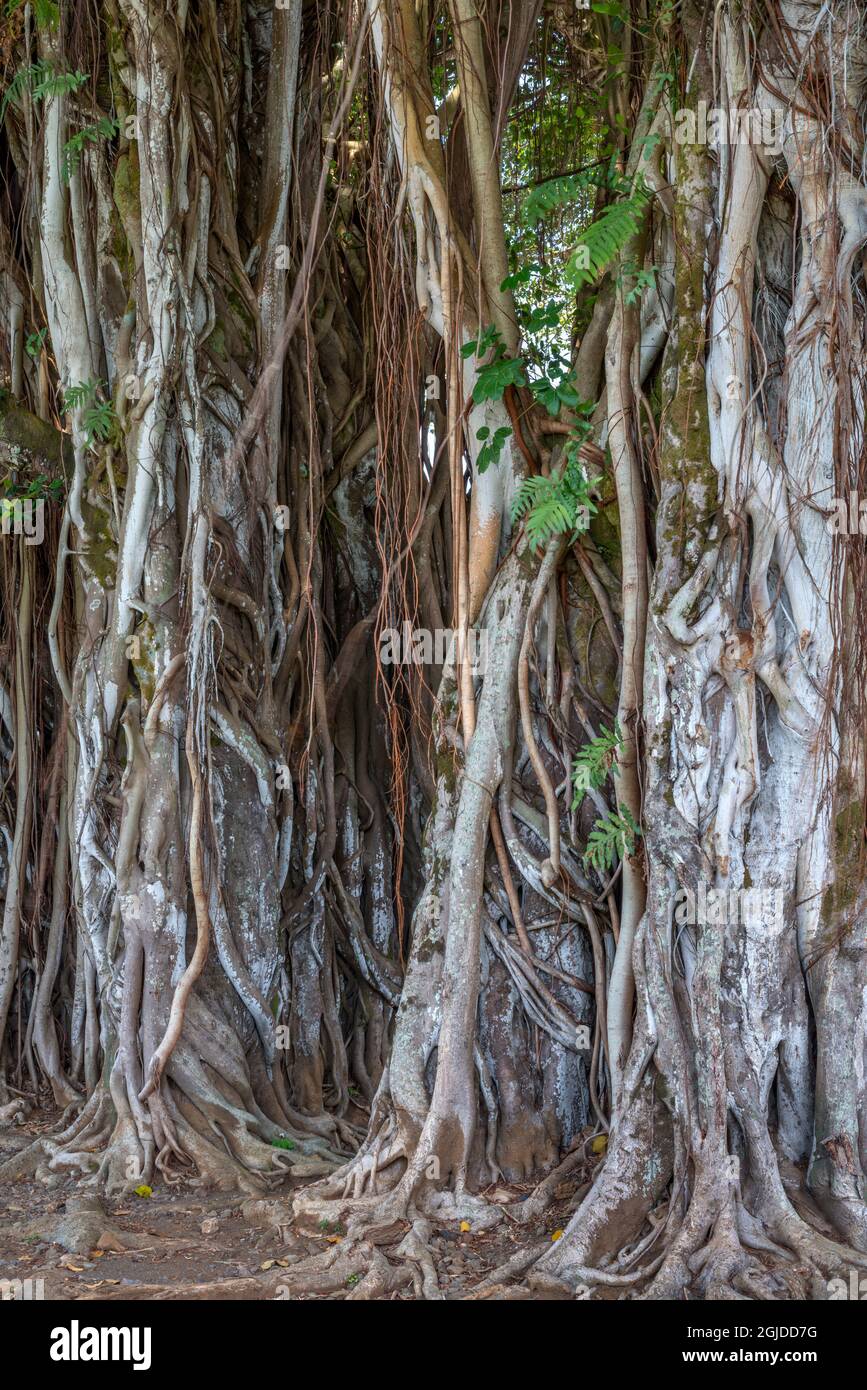 USA, Hawaii, Big Island of Hawaii. Hilo, Kalakaua Park, Banyan tree