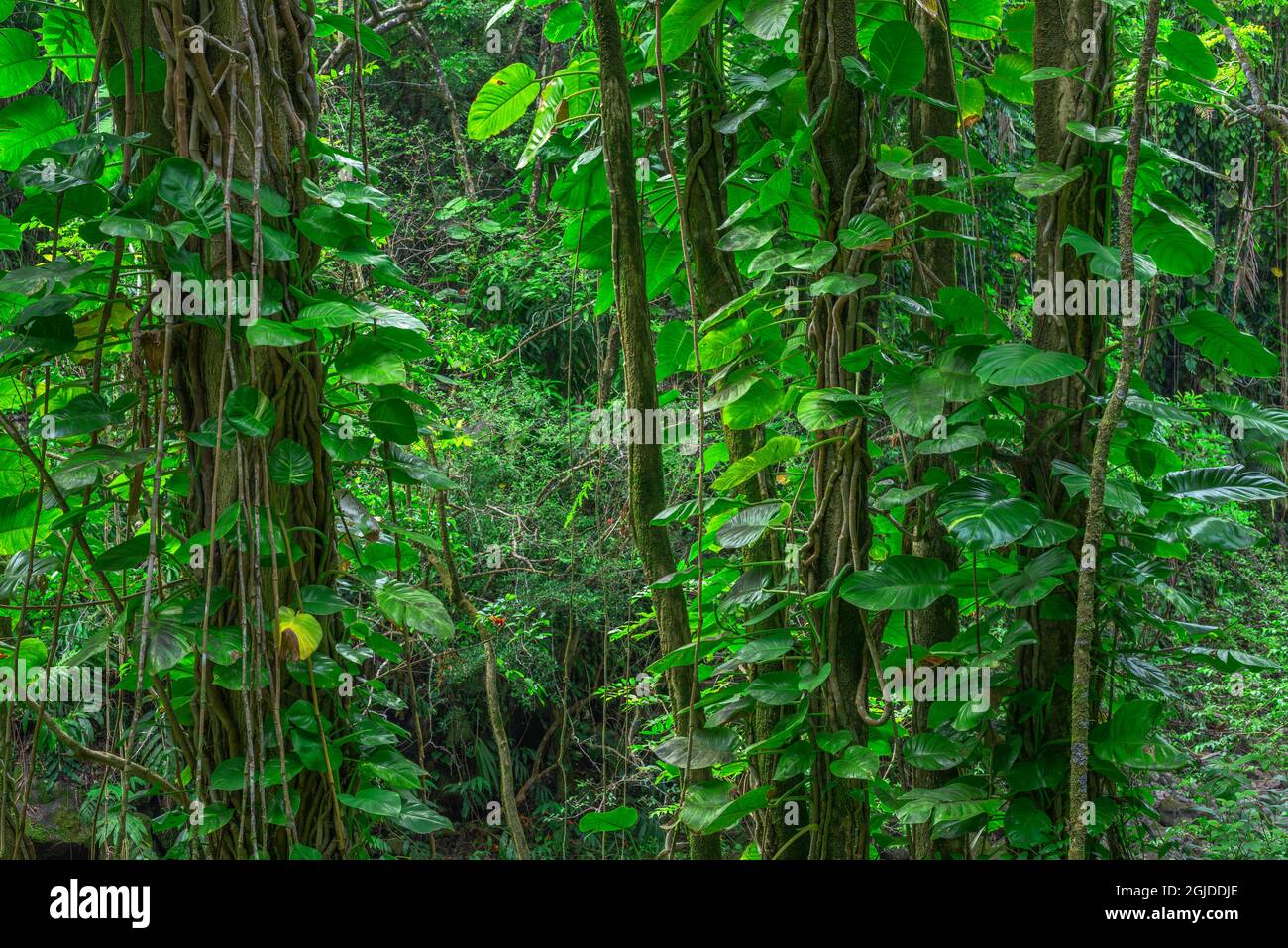 USA, Hawaii, Big Island of Hawaii. Hamakua coast, Vinelike