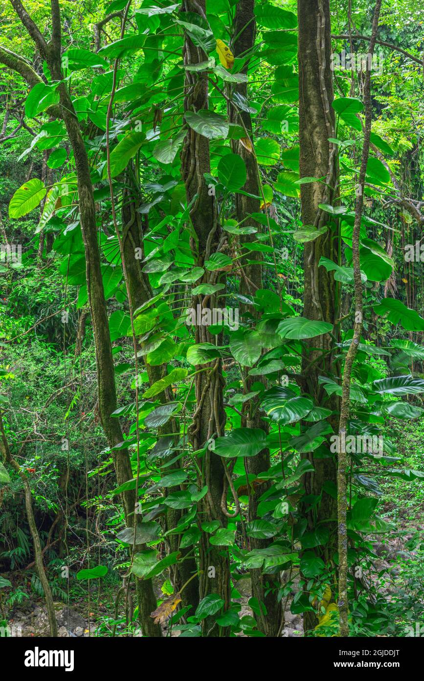 USA, Hawaii, Big Island of Hawaii. Hamakua coast, Vinelike