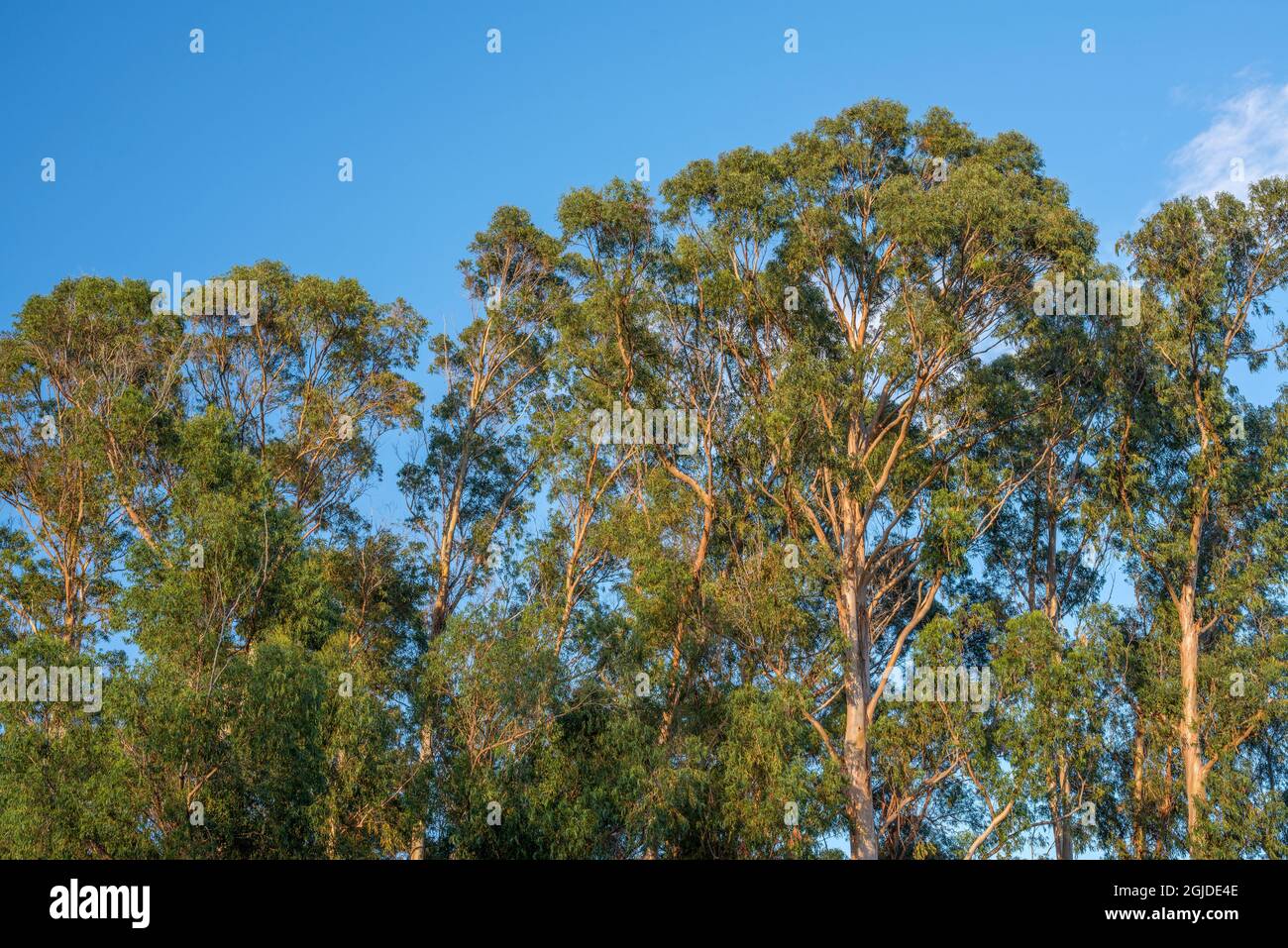 USA, Hawaii, Big Island of Hawaii. Hawaii Volcanoes National Park, Non