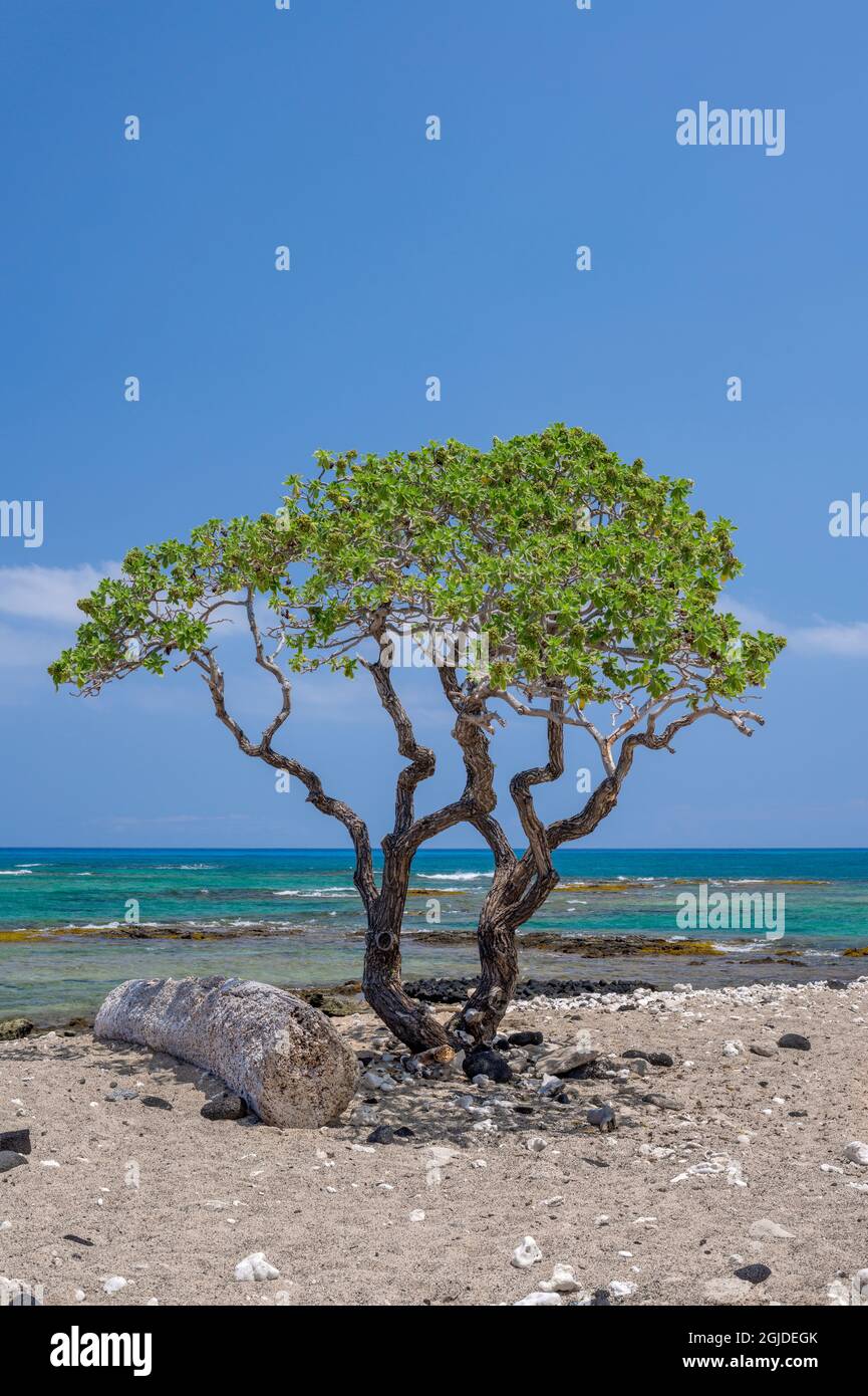 USA, Hawaii, Big Island of Hawaii. Kekaha Kai State Park (aka Kona Coast State Park), Heliotrope