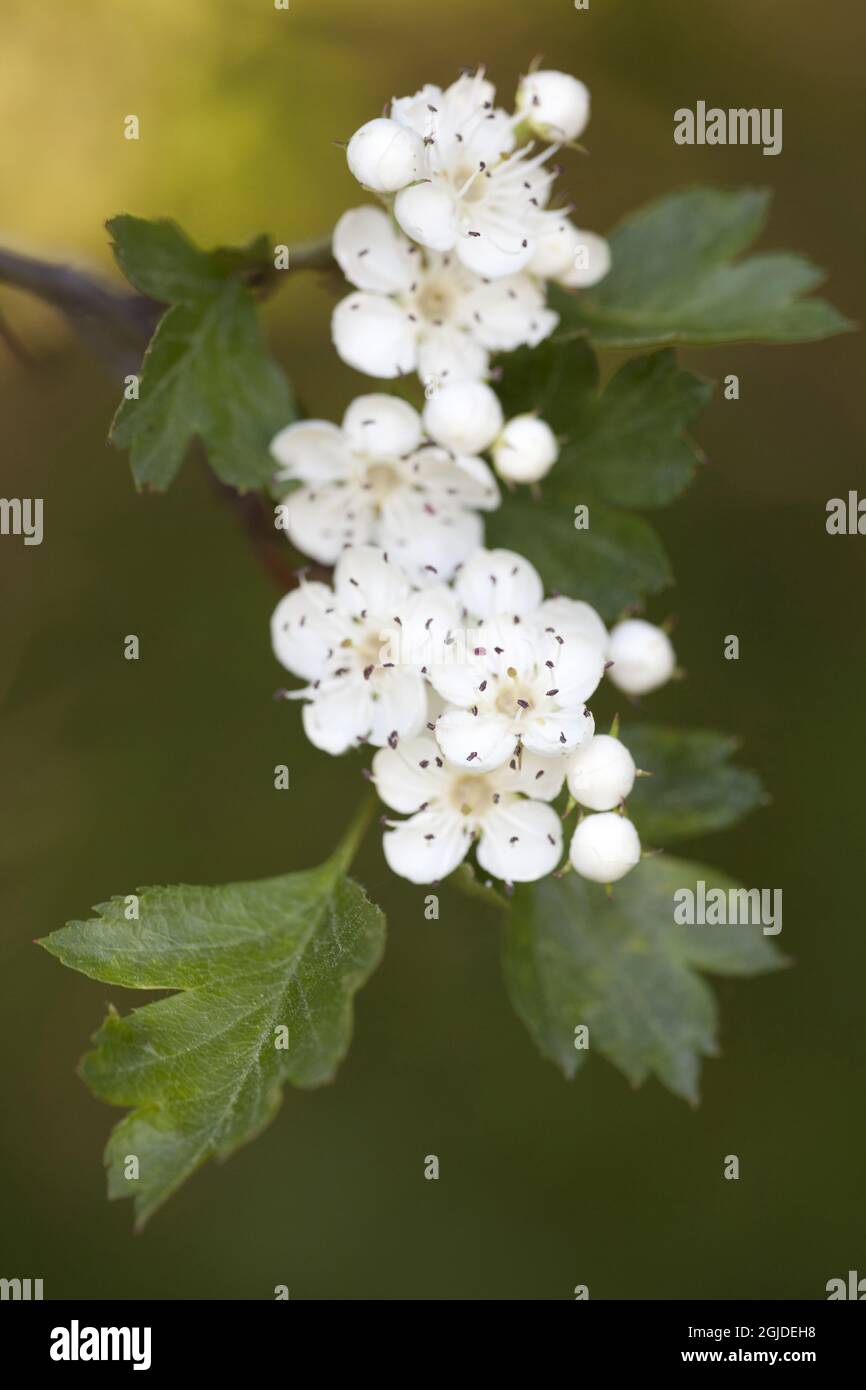 swedish-whitebeam-sorbus-intermedia-photo-anders-good-tt-code