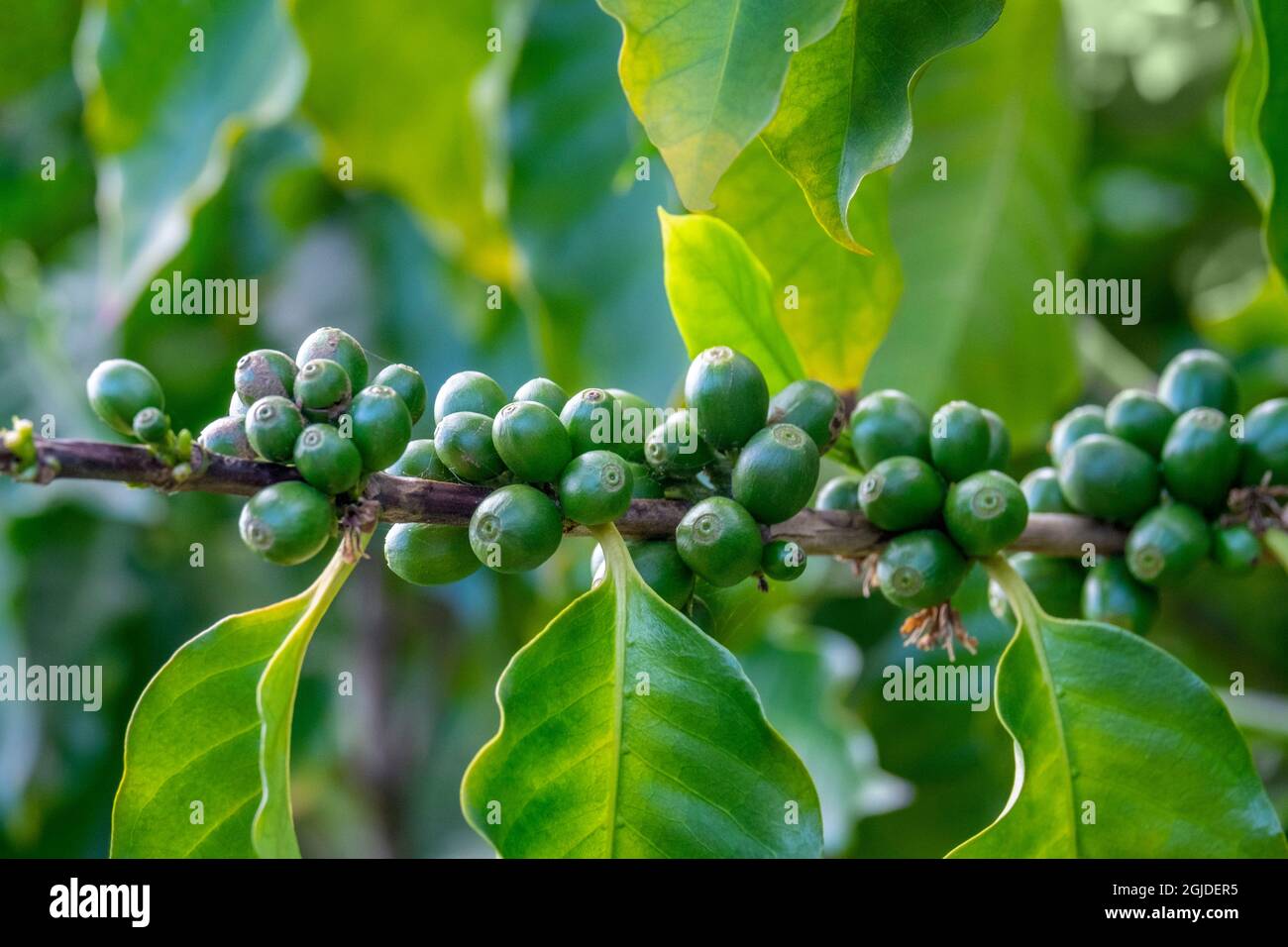 Coffee cherries on coffee tree branch, Kauai, Hawaii, USA. Stock Photo