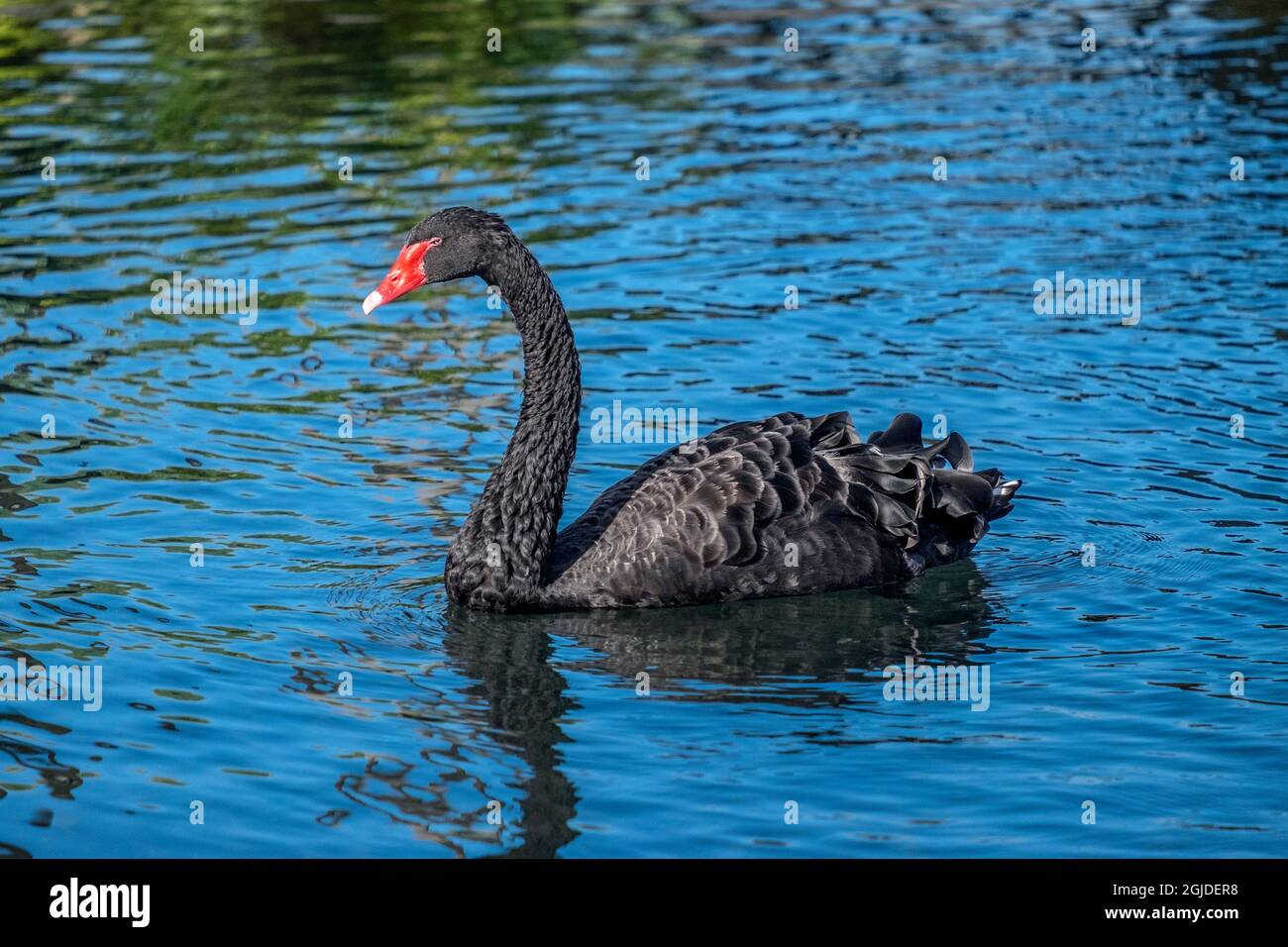 Black Swan Stock Photo